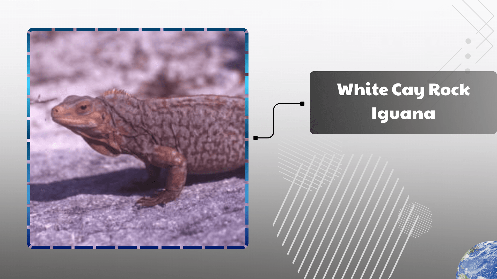 White Cay Rock Iguana