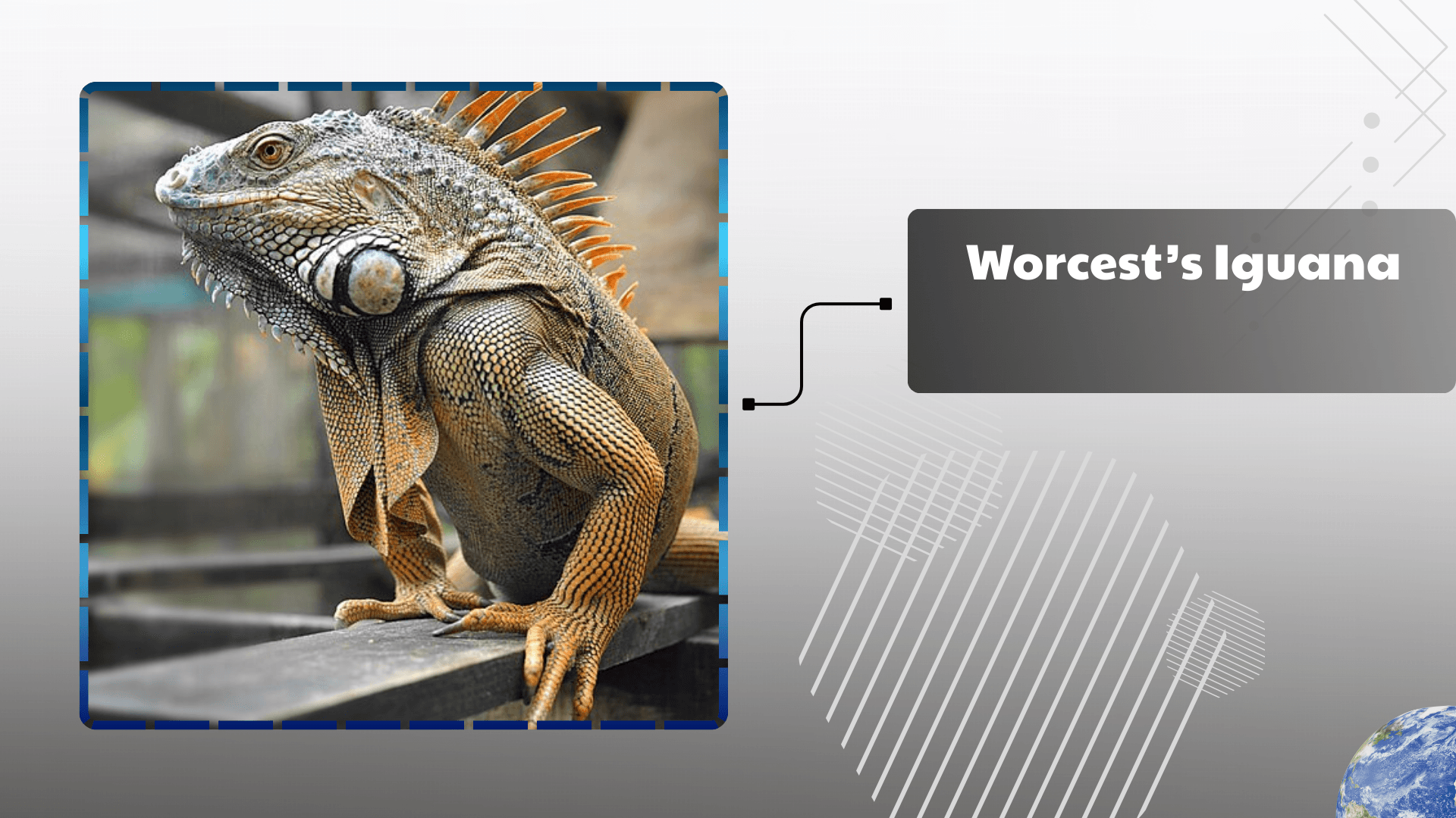 Worcest’s Iguana