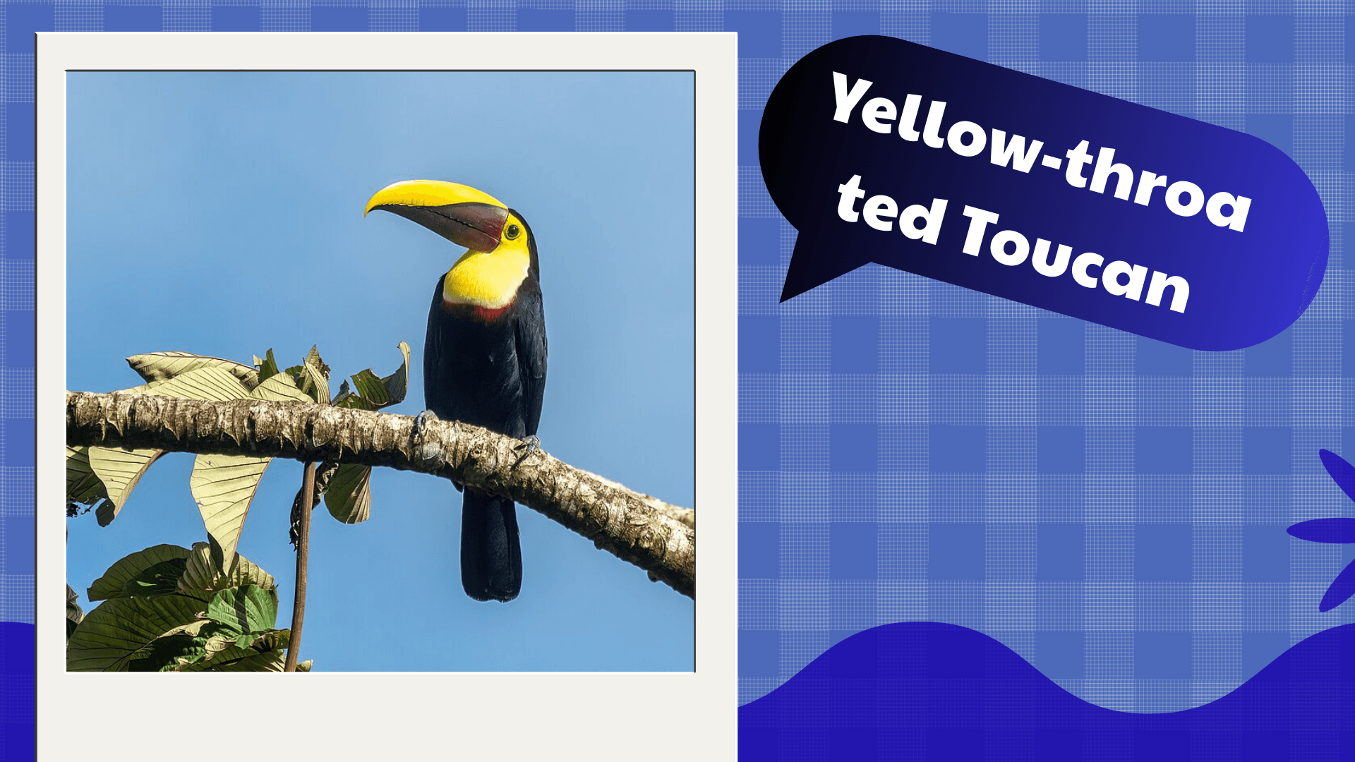 Yellow‑throated Toucan