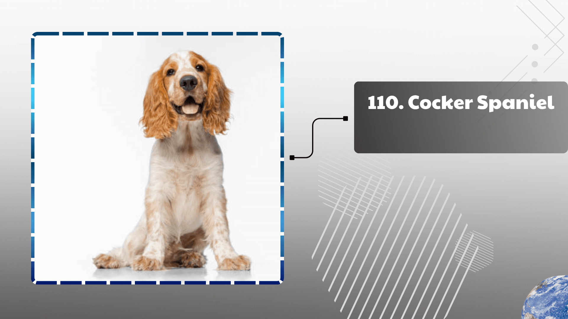 Cocker Spaniel