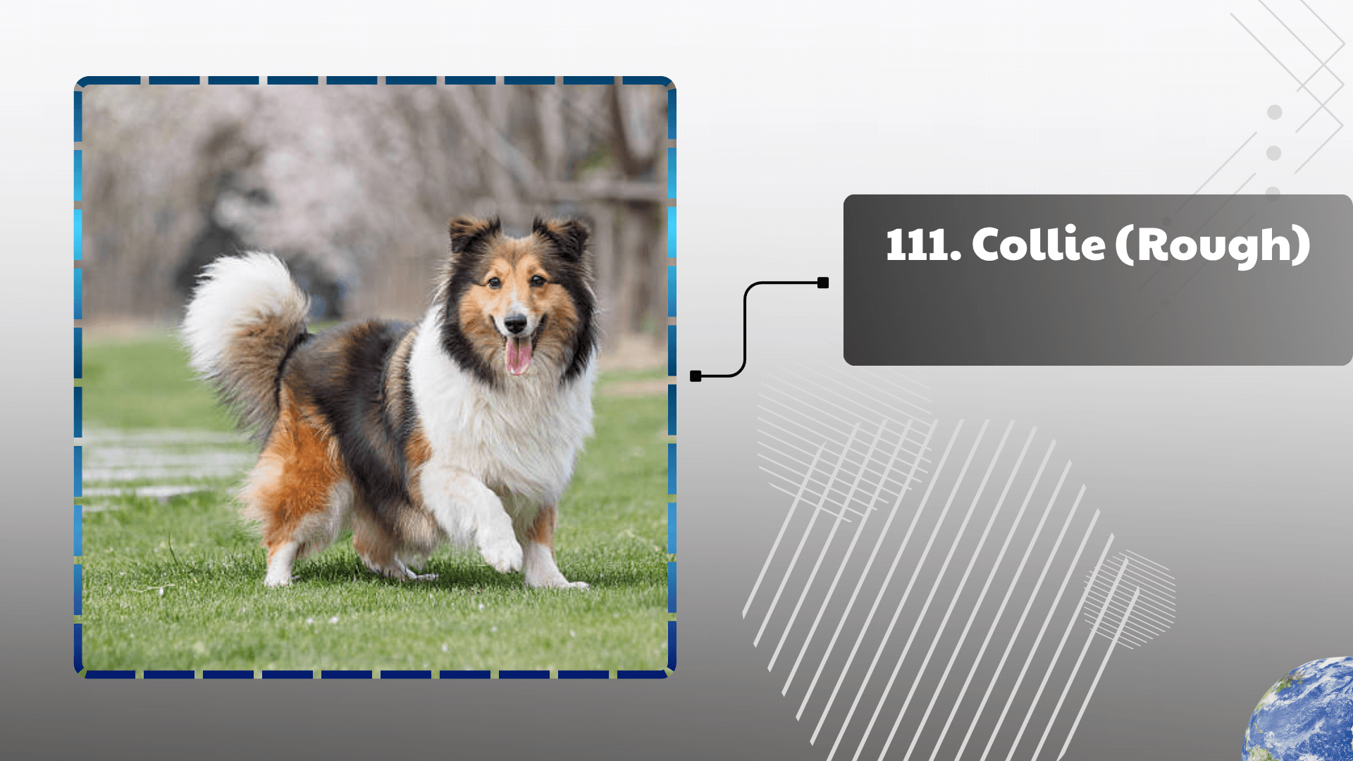 Collie (Rough)