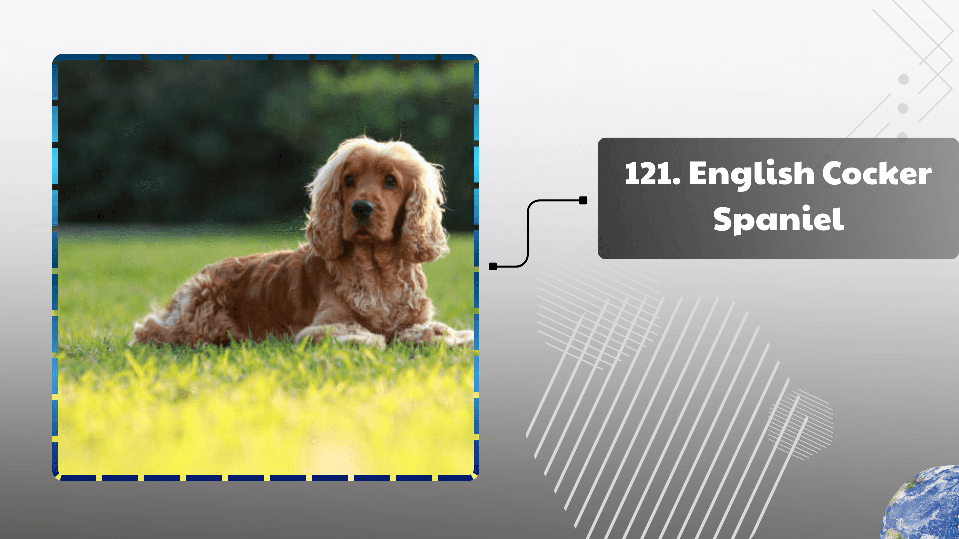 English Cocker Spaniel