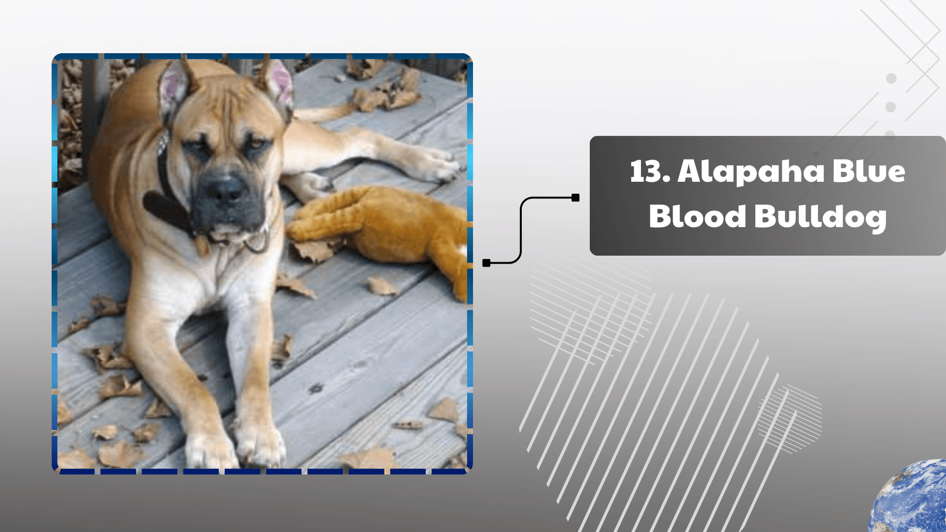 Alapaha Blue Blood Bulldog
