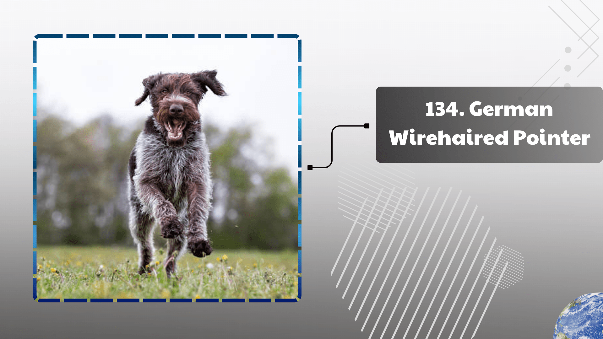 German Wirehaired Pointer