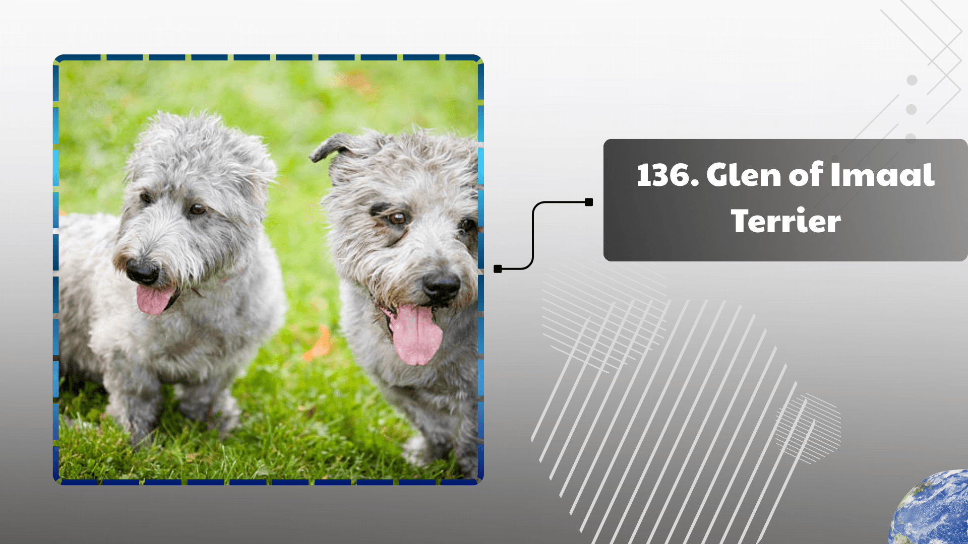 Glen of Imaal Terrier