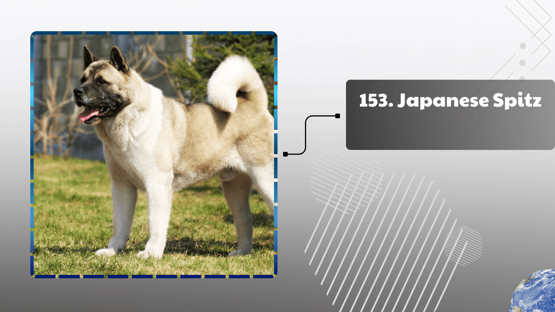 Japanese Spitz