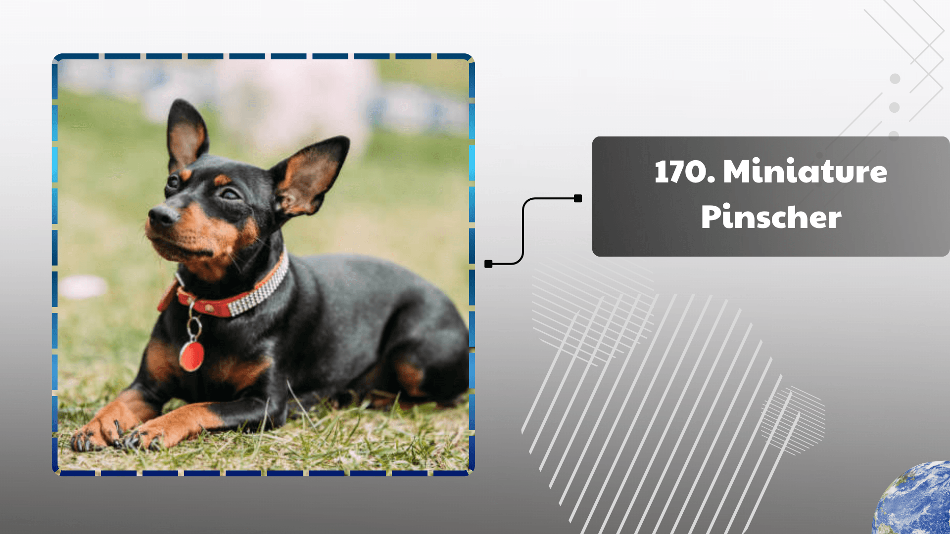 Miniature Pinscher