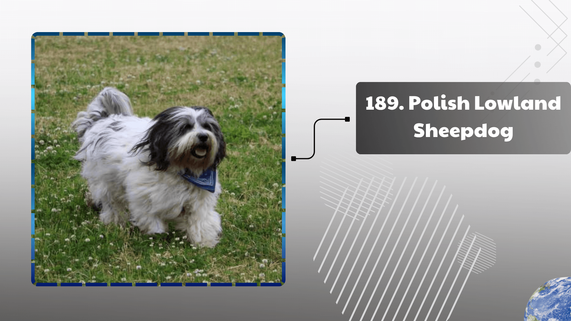 Polish Lowland Sheepdog