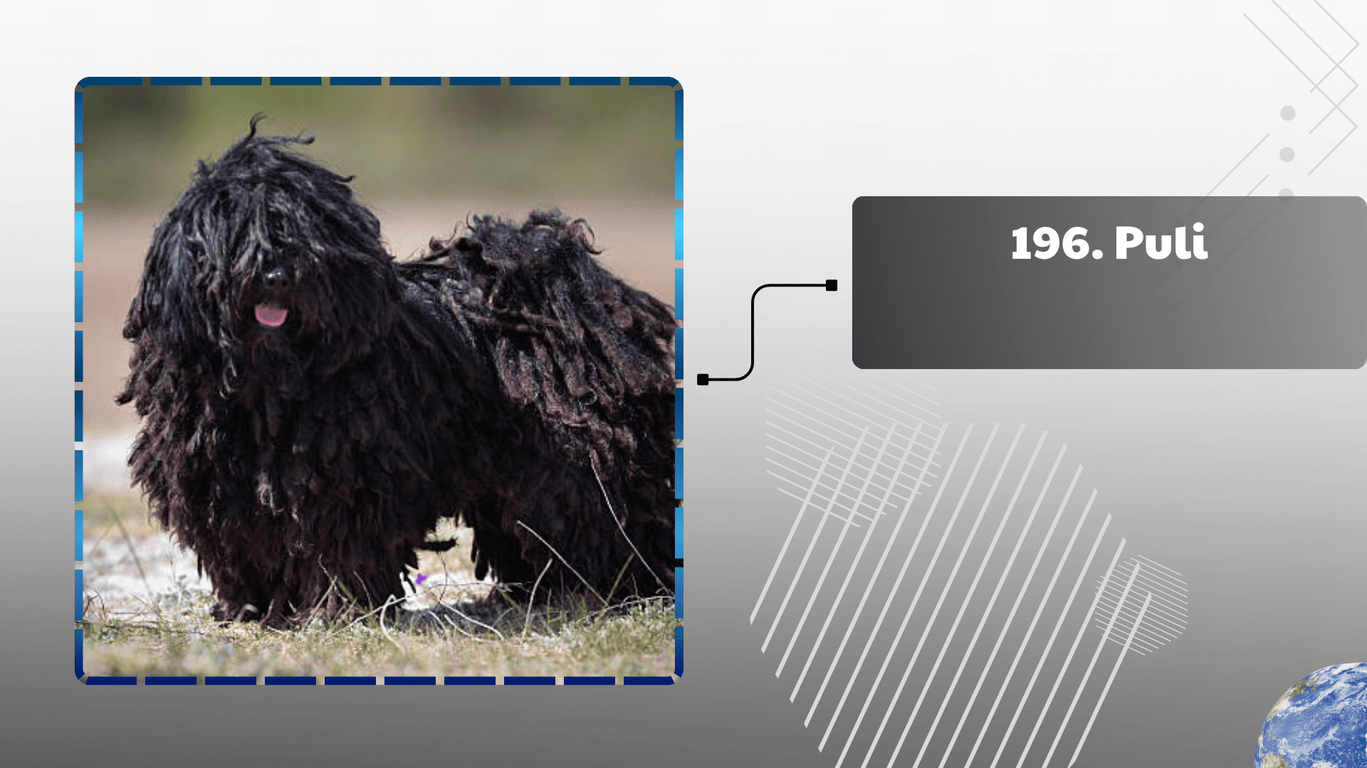 Puli