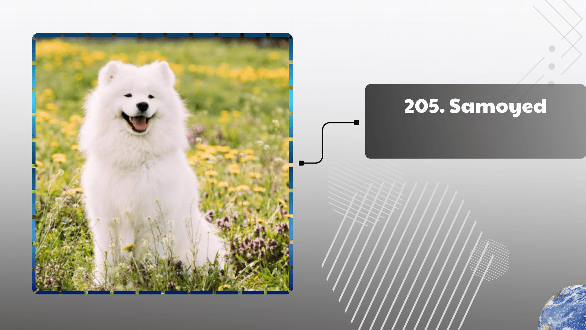 Samoyed