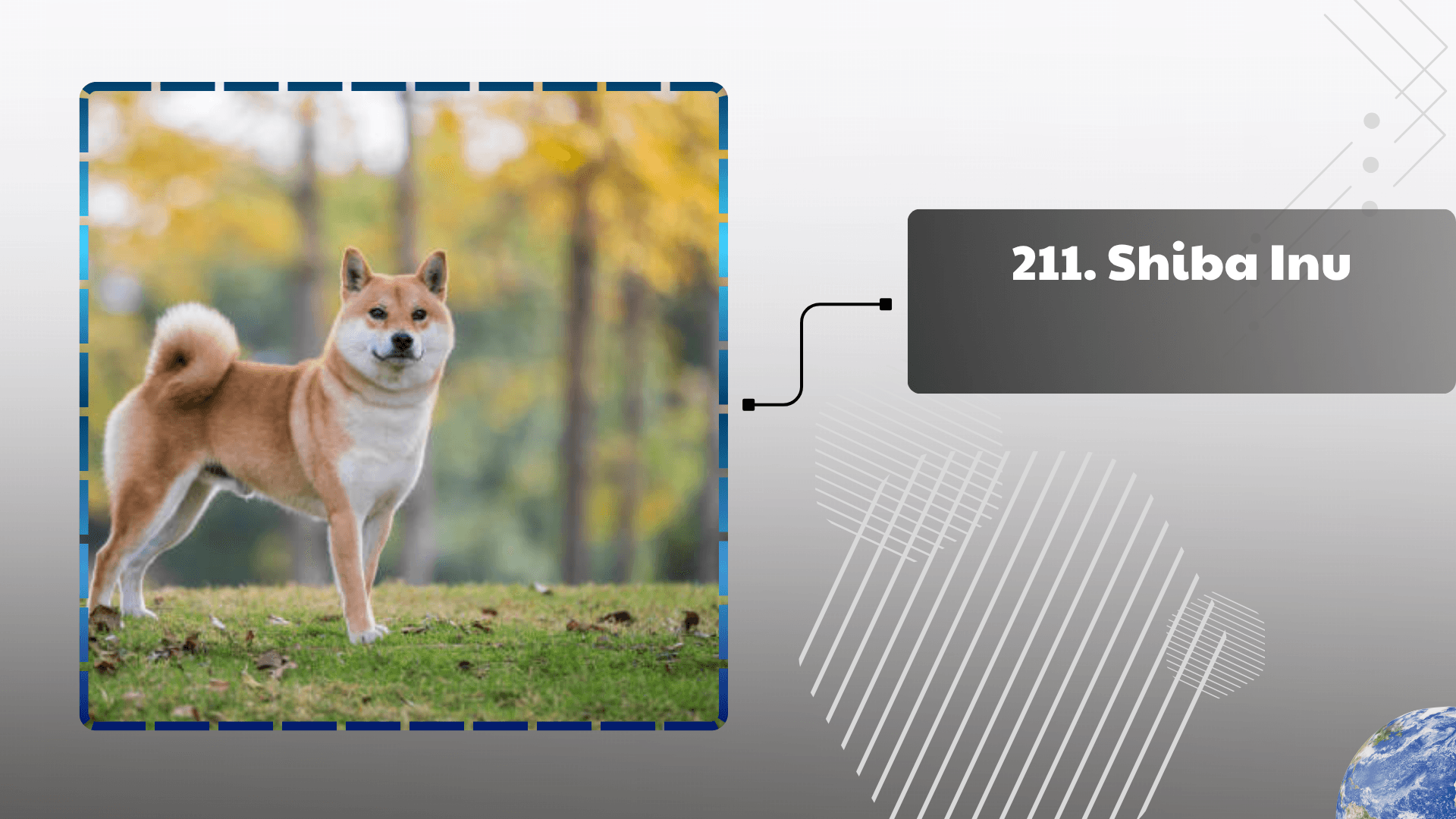 Shiba Inu