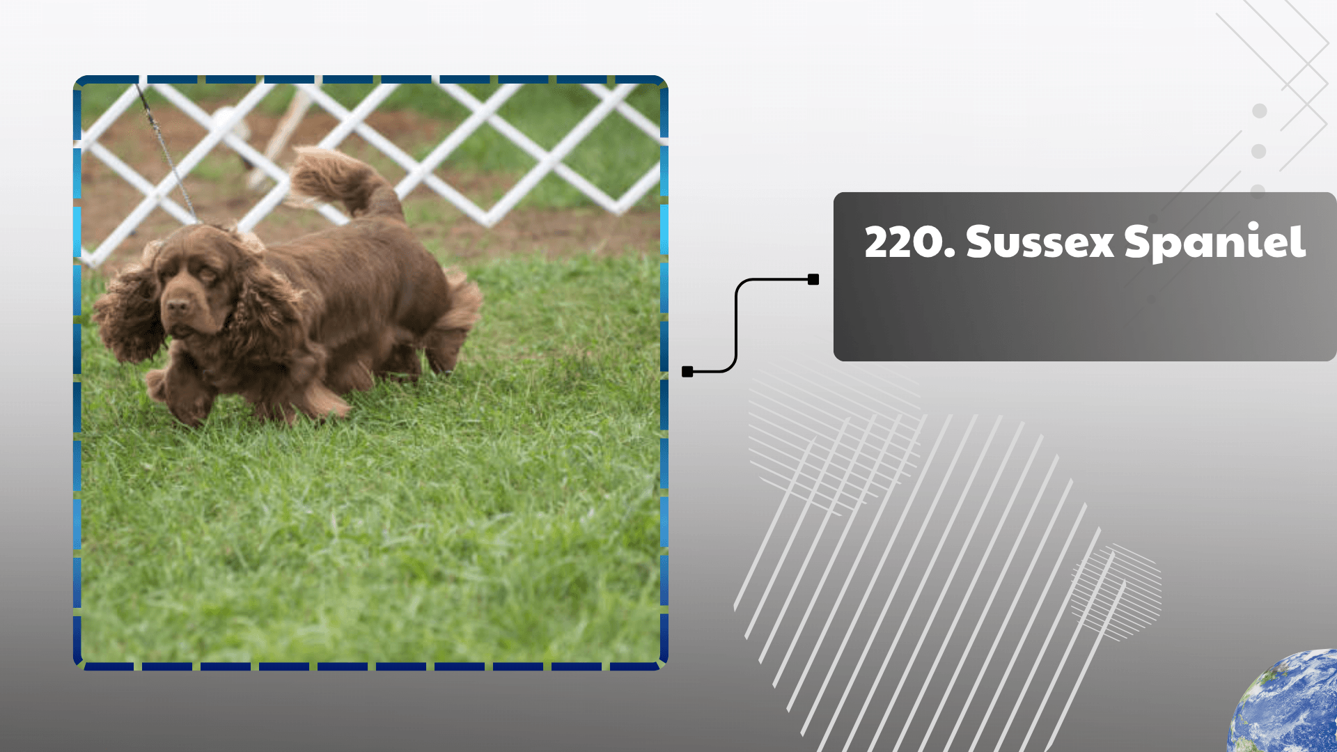 Sussex Spaniel