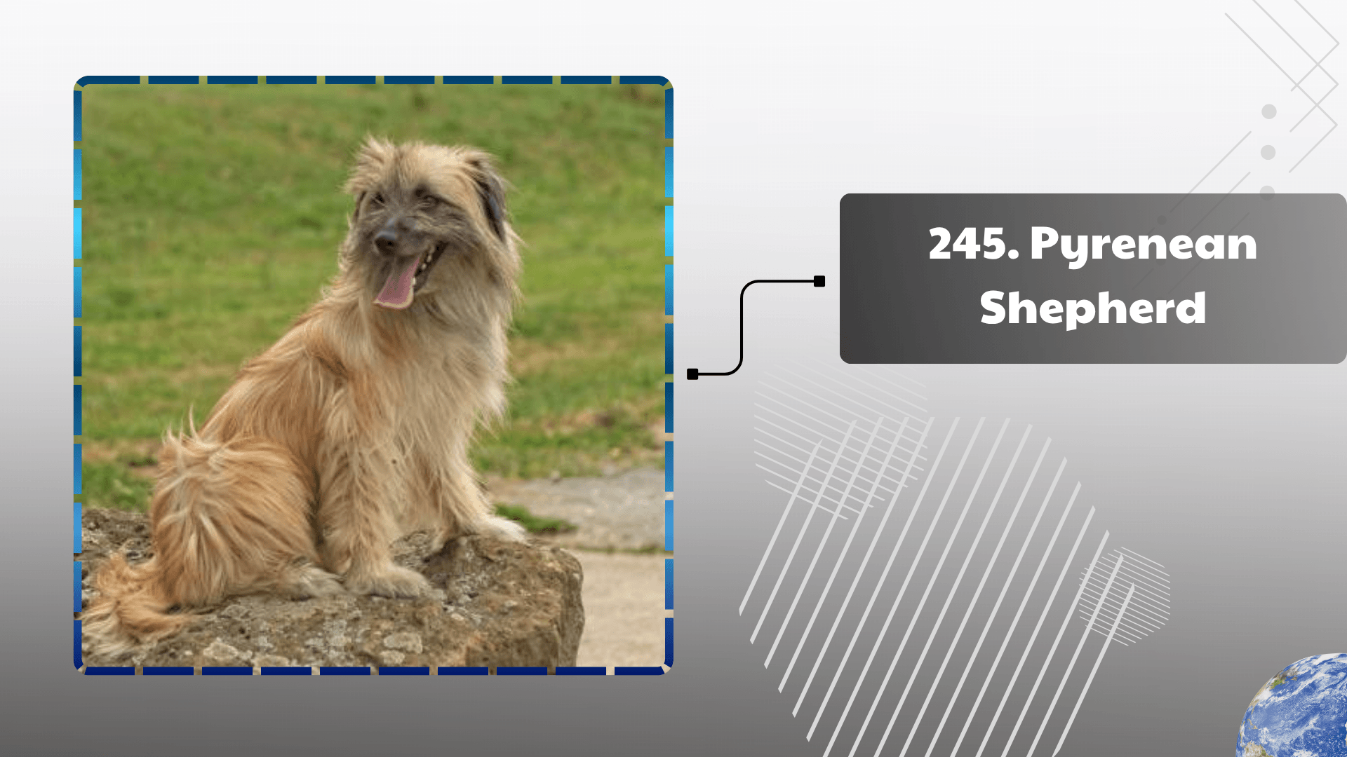 Pyrenean Shepherd