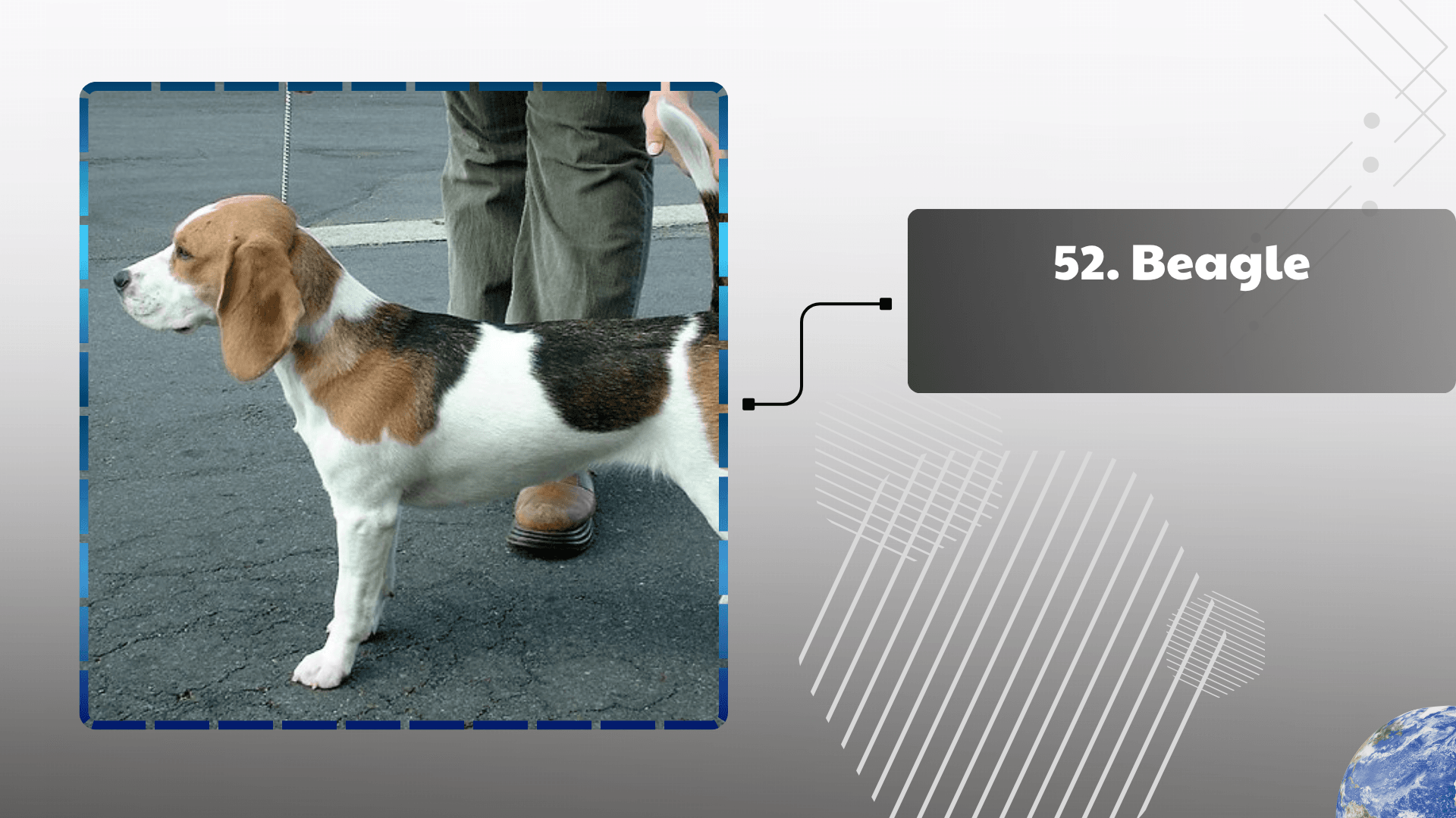 Beagle