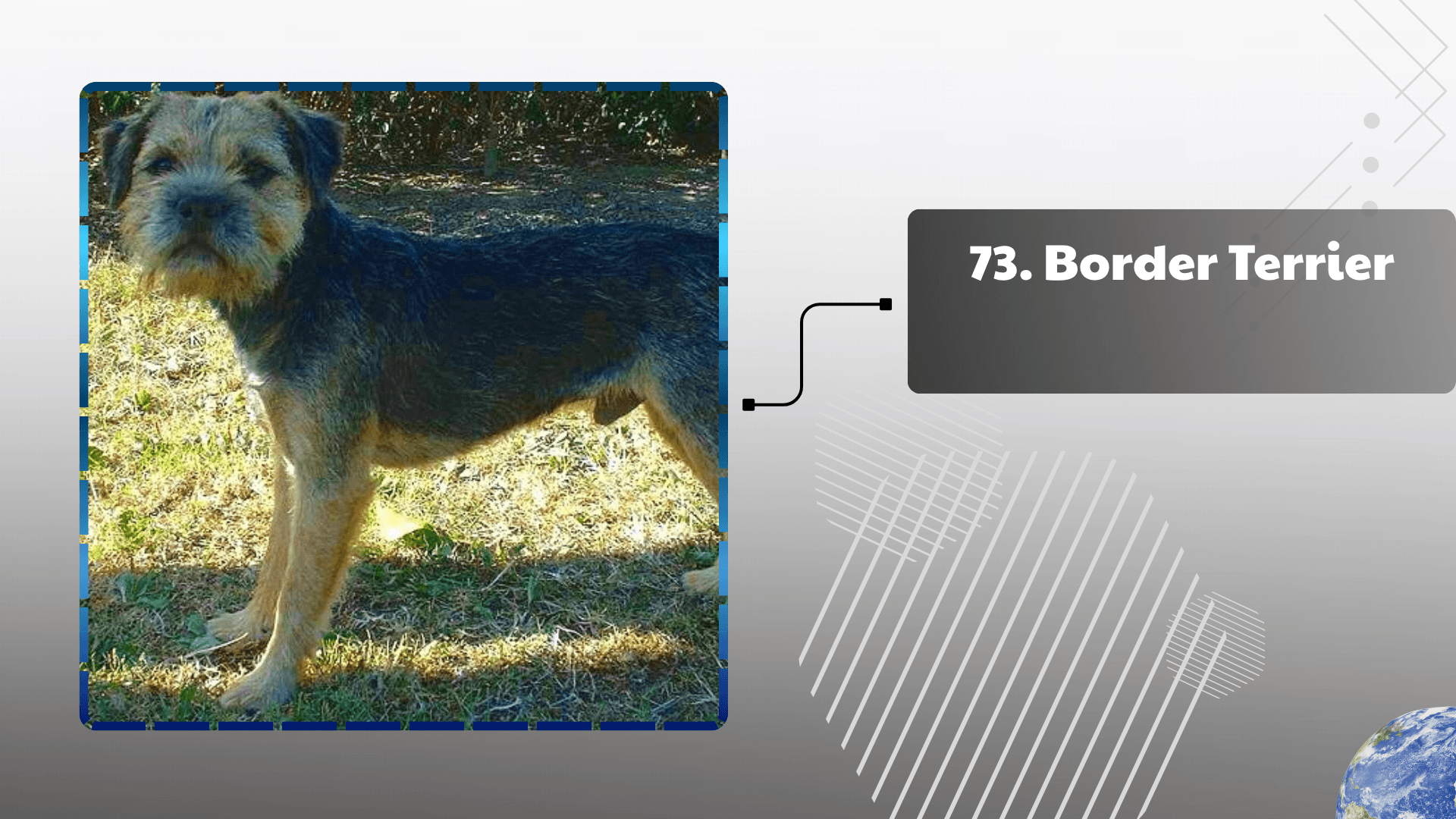 Border Terrier