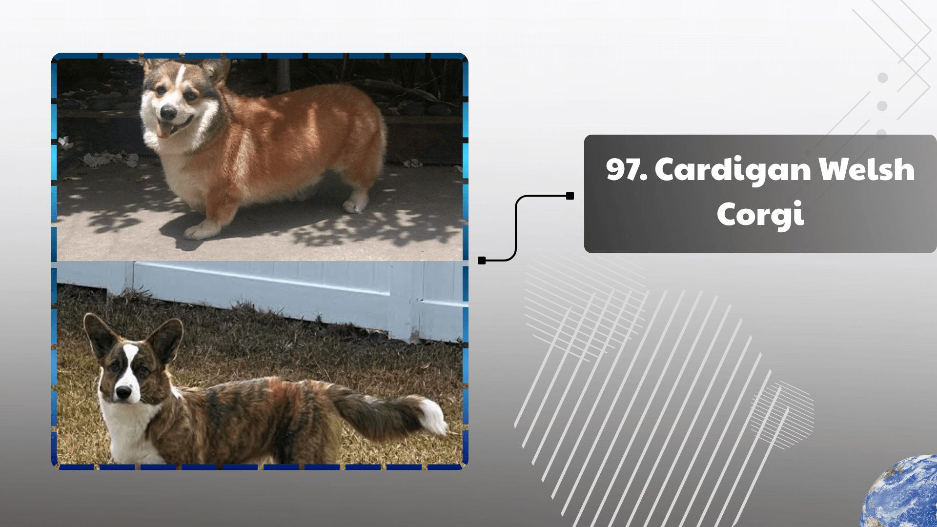 Cardigan Welsh Corgi