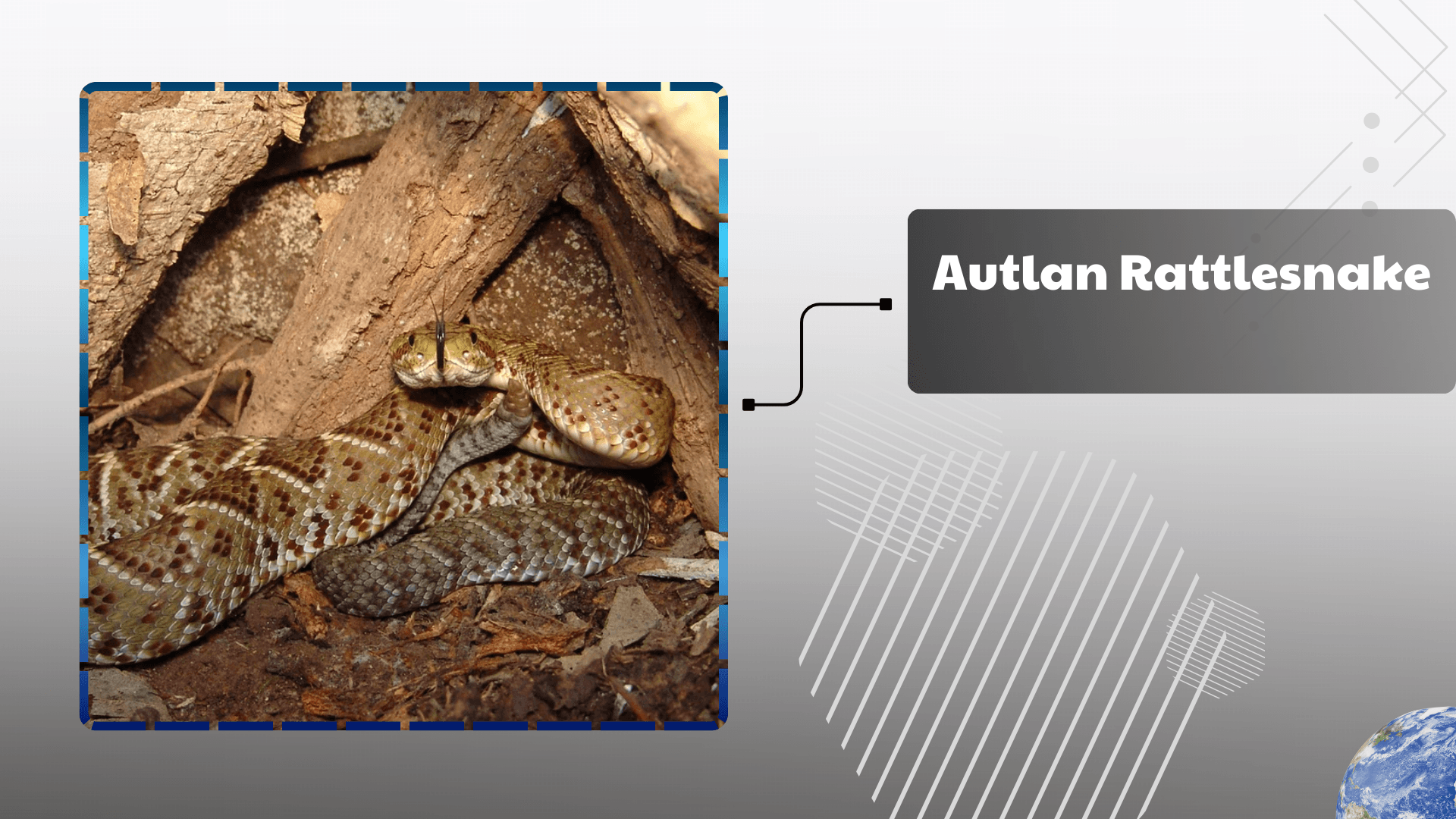 Autlan Rattlesnake