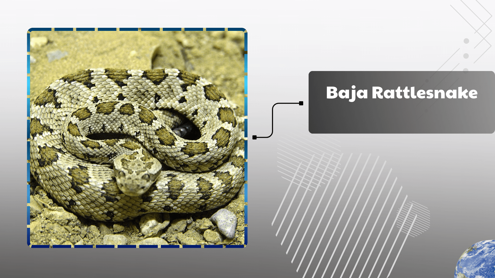 Baja Rattlesnake