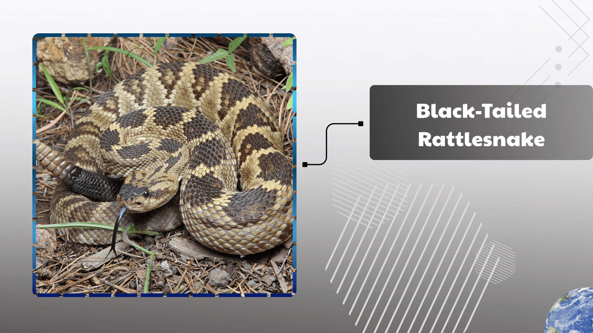 Black-Tailed Rattlesnake