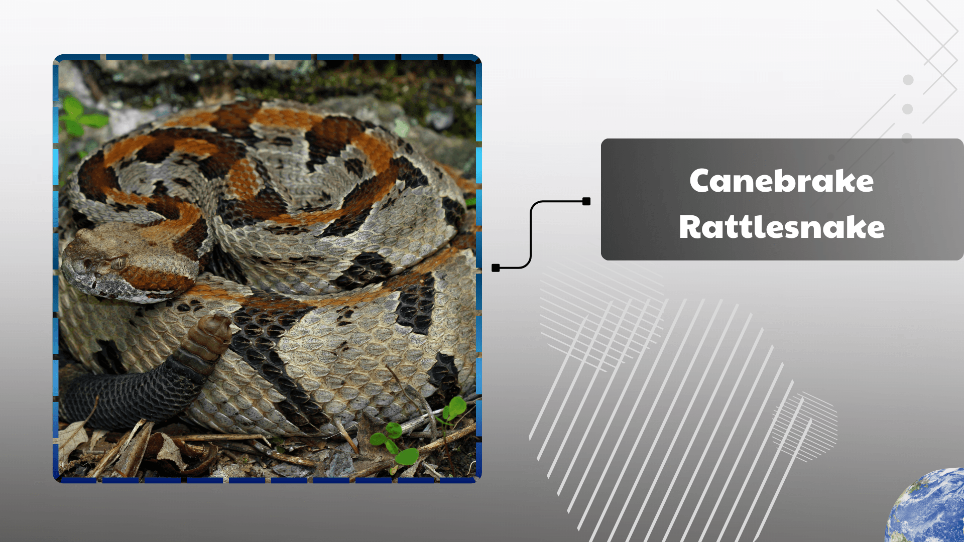 Canebrake Rattlesnake