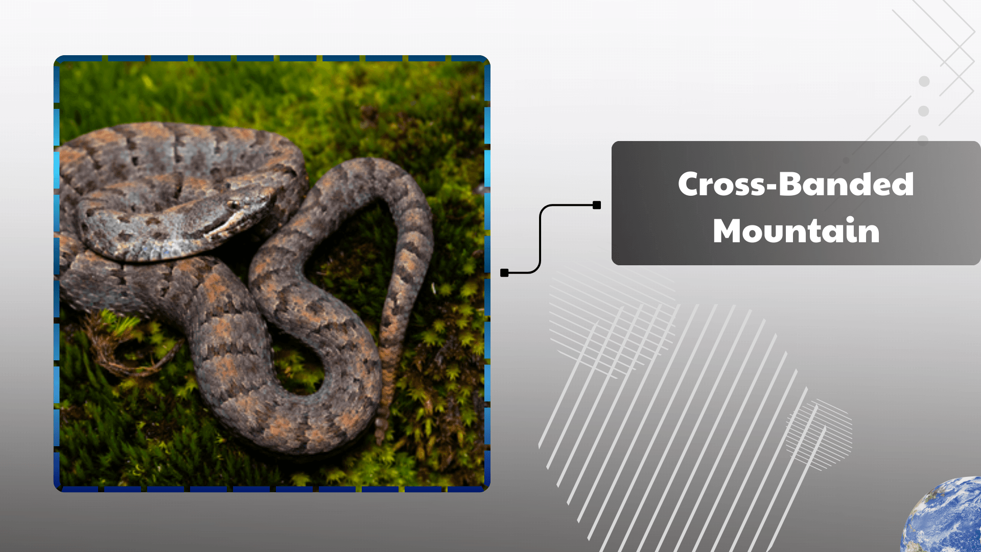 Cross-Banded Mountain