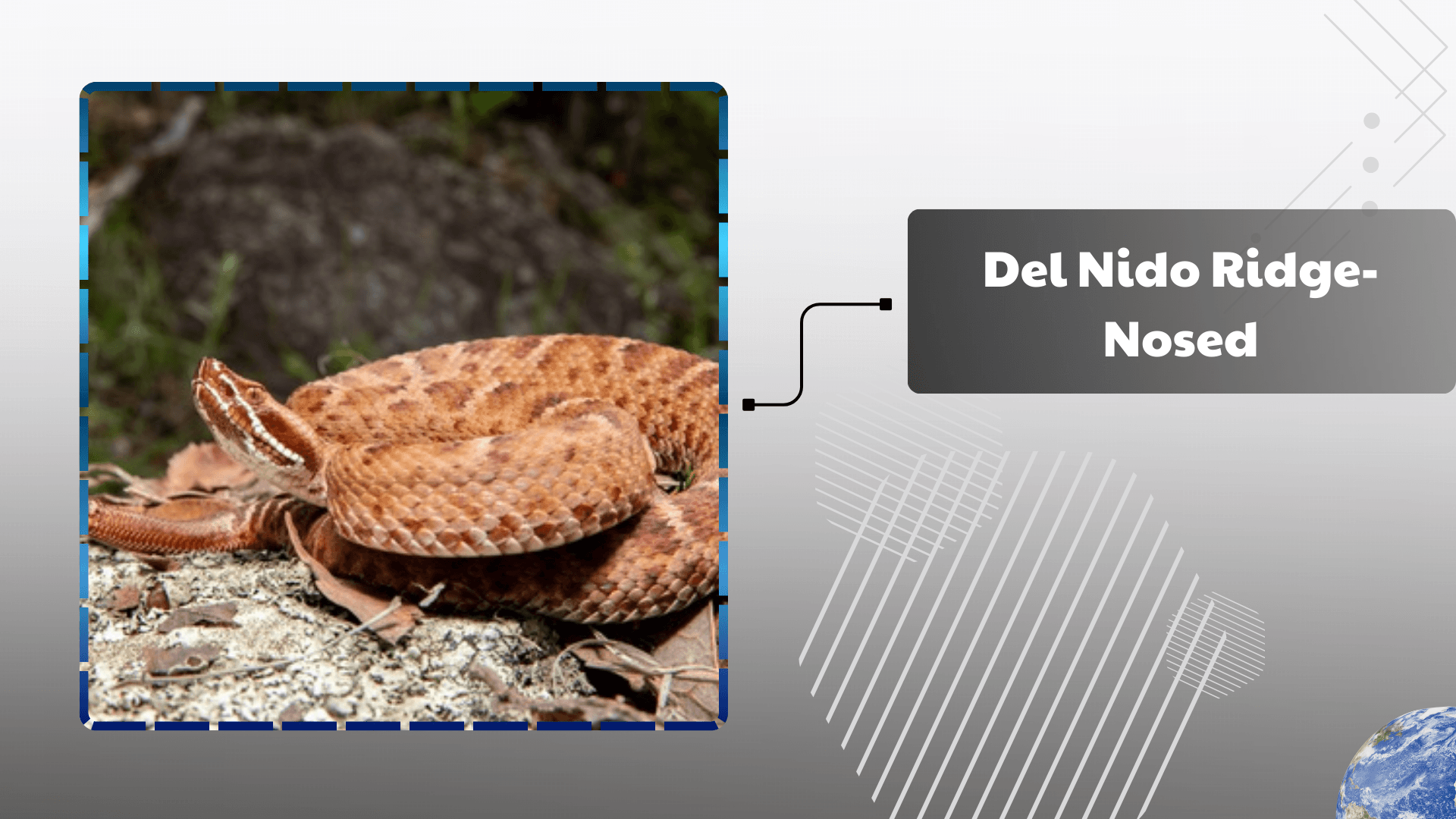 Del Nido Ridge-Nosed