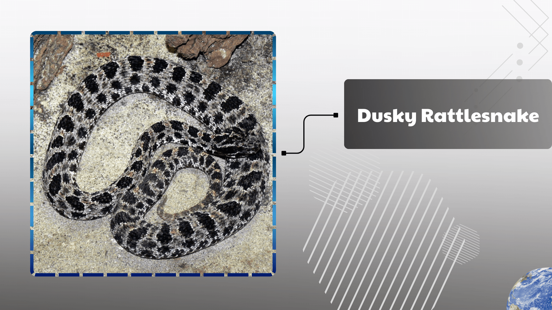 Dusky Rattlesnake