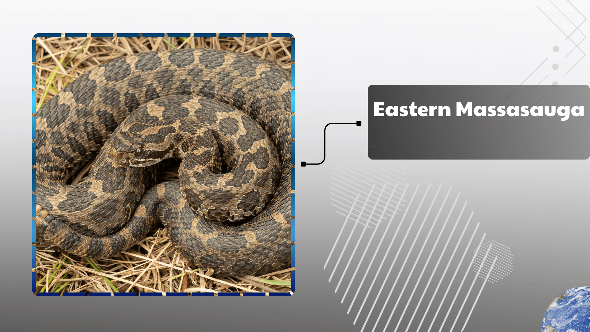 Eastern Massasauga