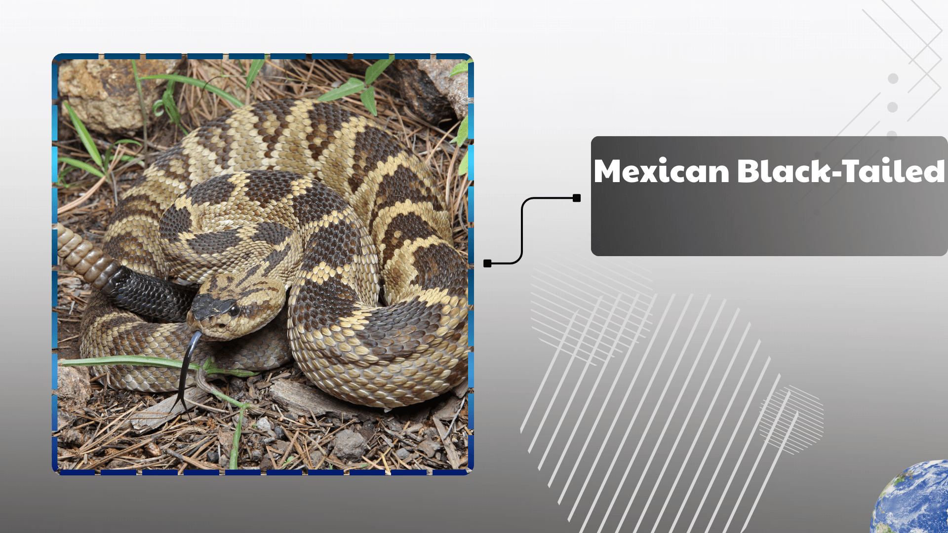 Mexican Black-Tailed