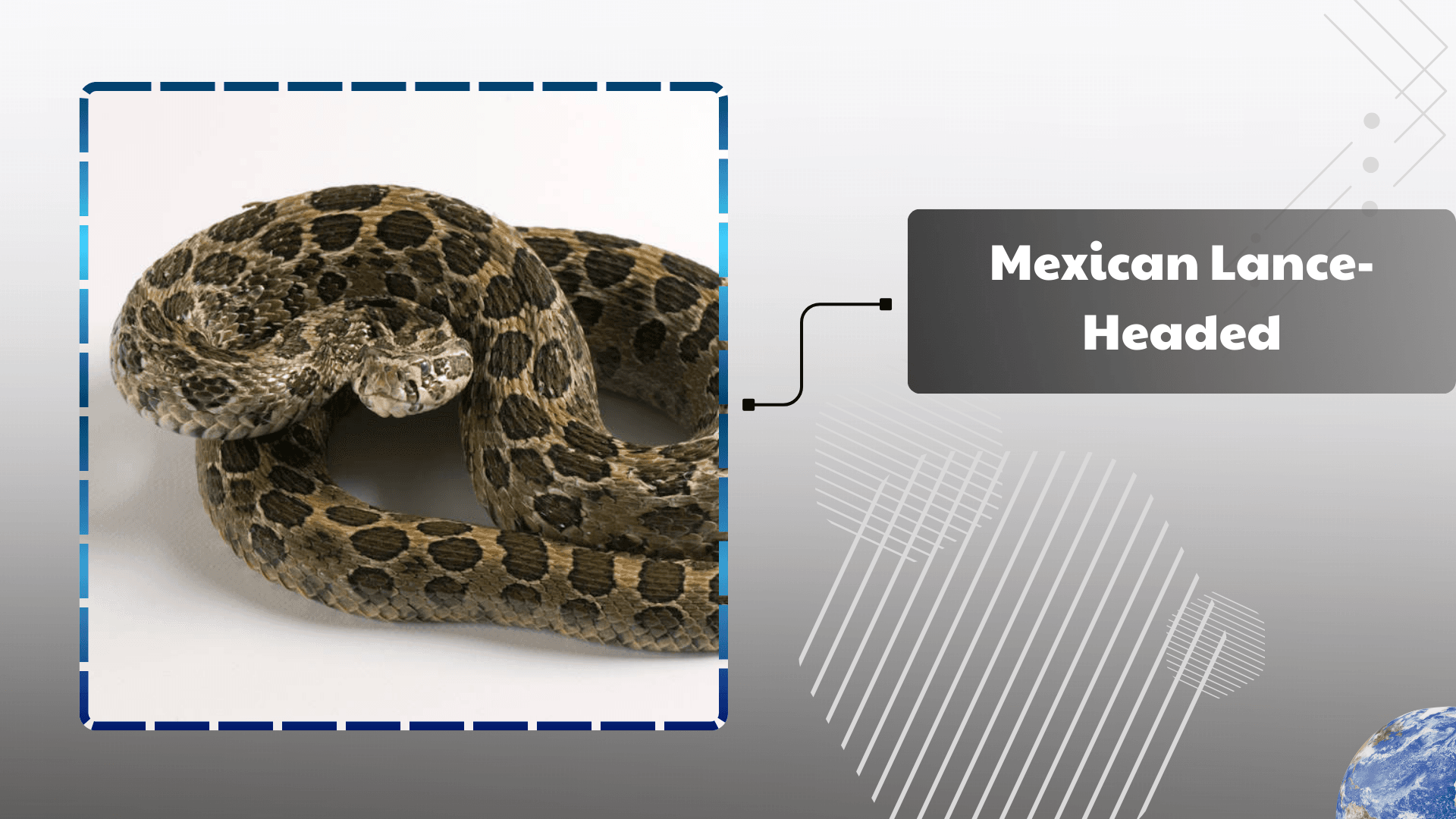 Mexican Lance-Headed