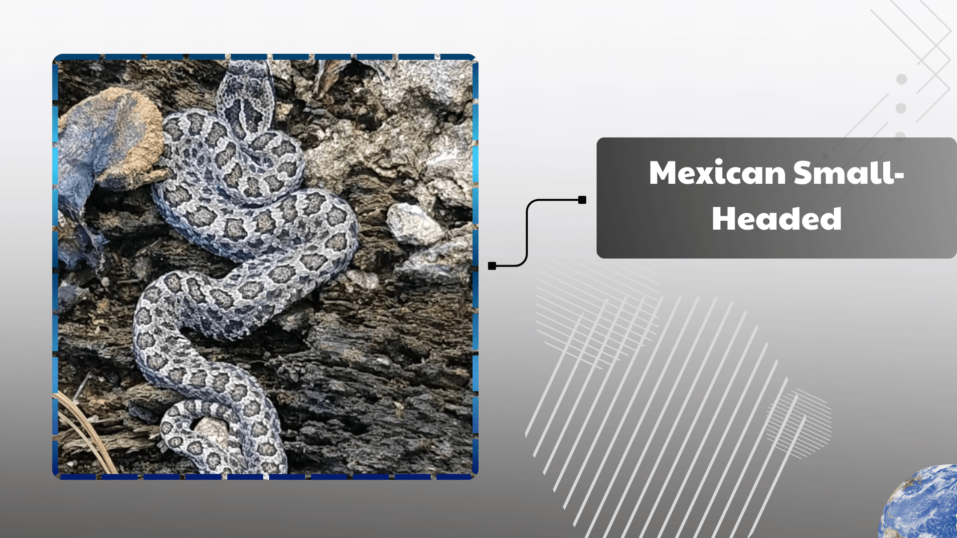 Mexican Small-Headed