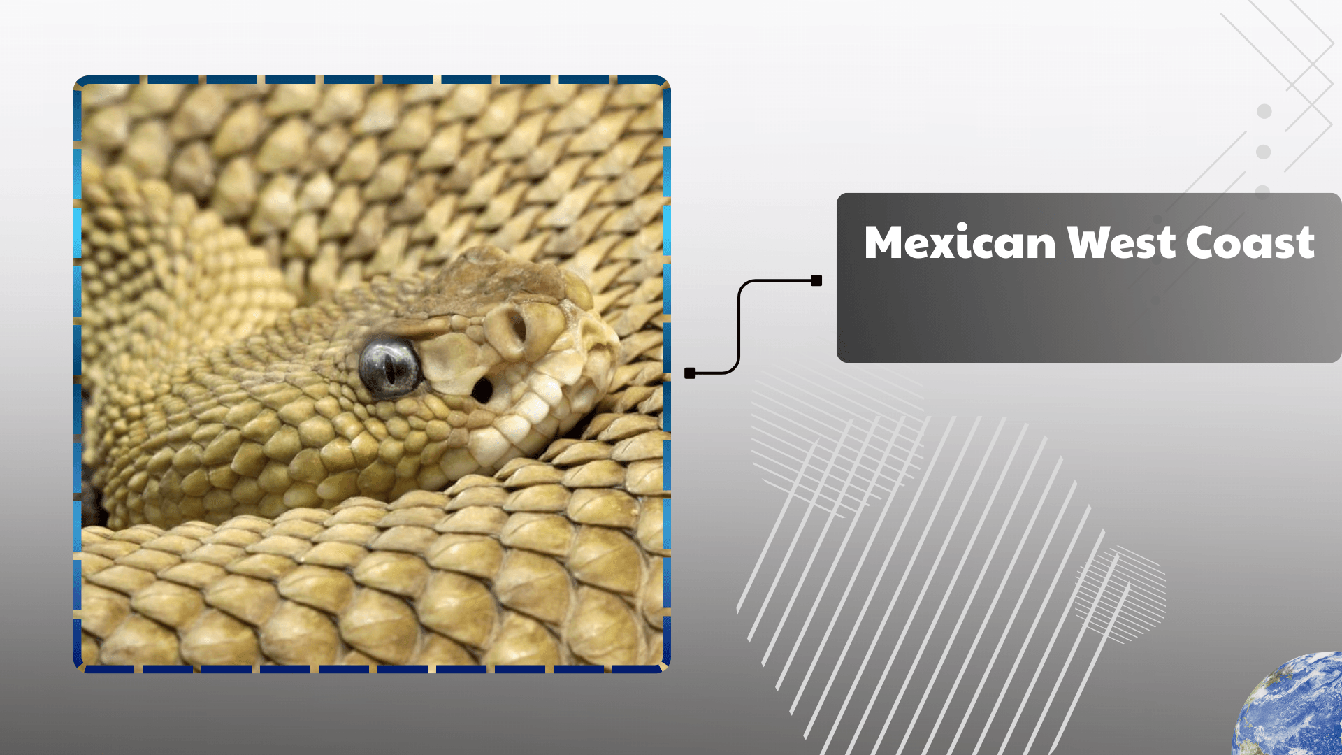 Mexican West Coast Rattlesnake