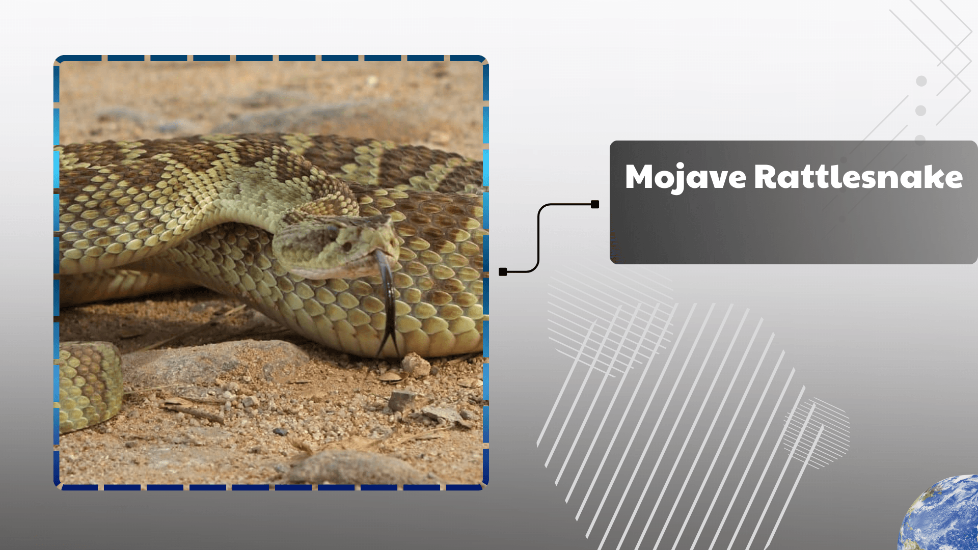 Mojave Rattlesnake