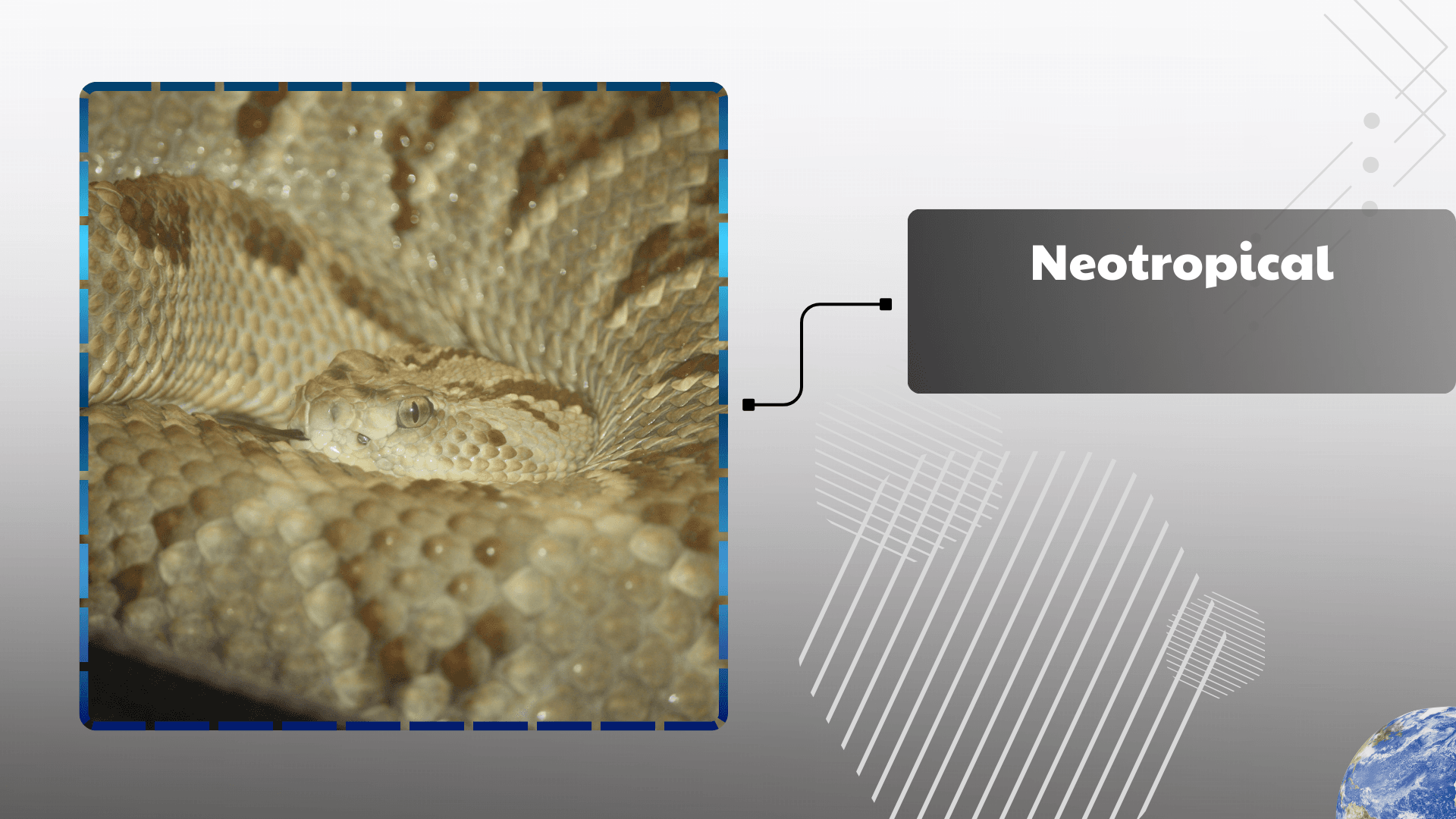 Neotropical Rattlesnake