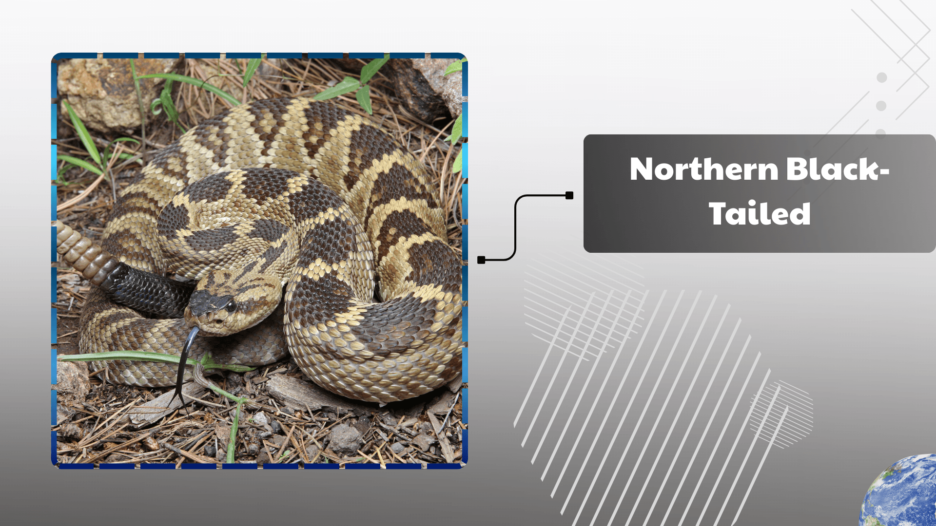 Northern Black-Tailed