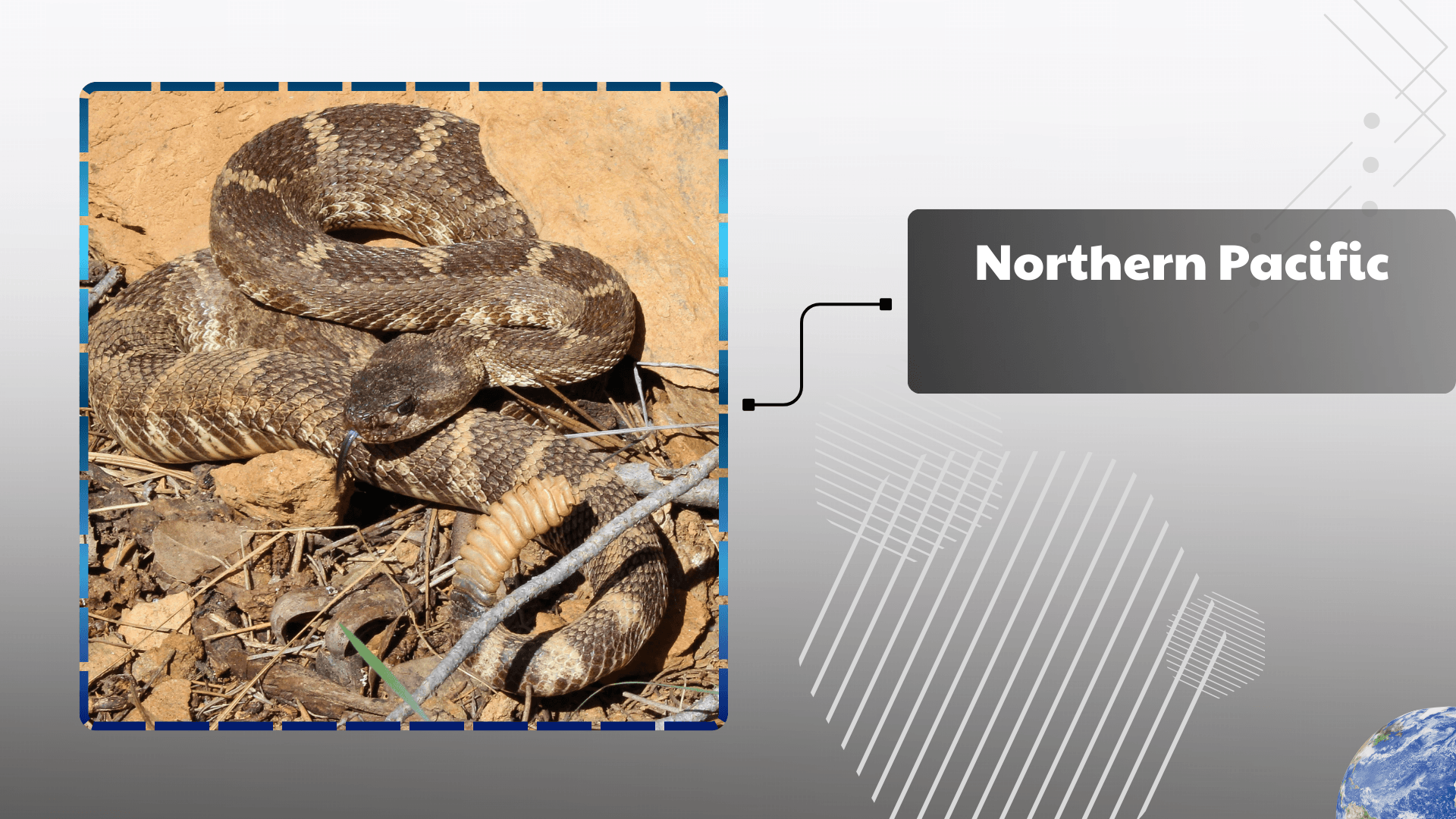 Northern Pacific Rattlesnake