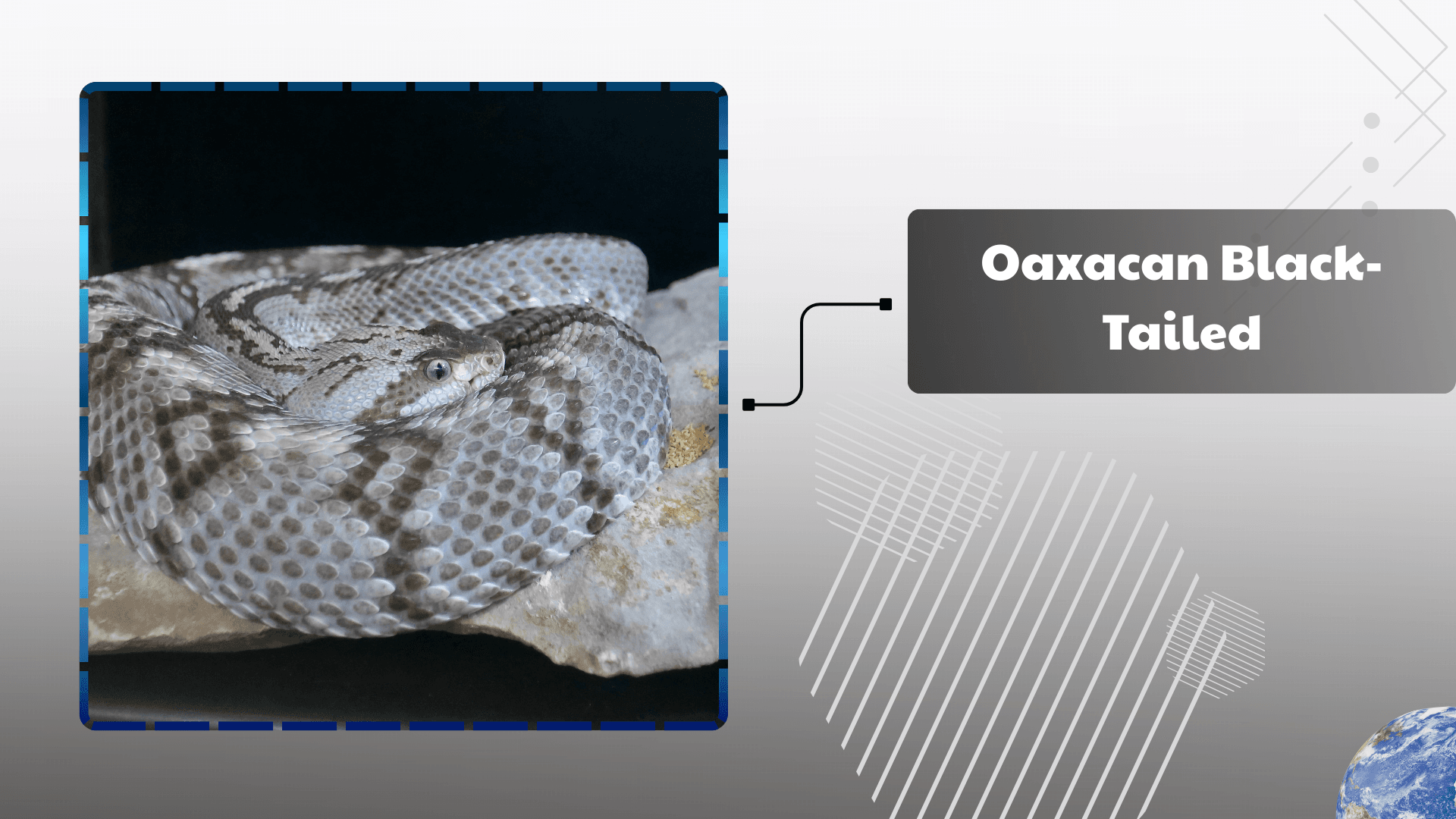 Oaxacan Black-Tailed