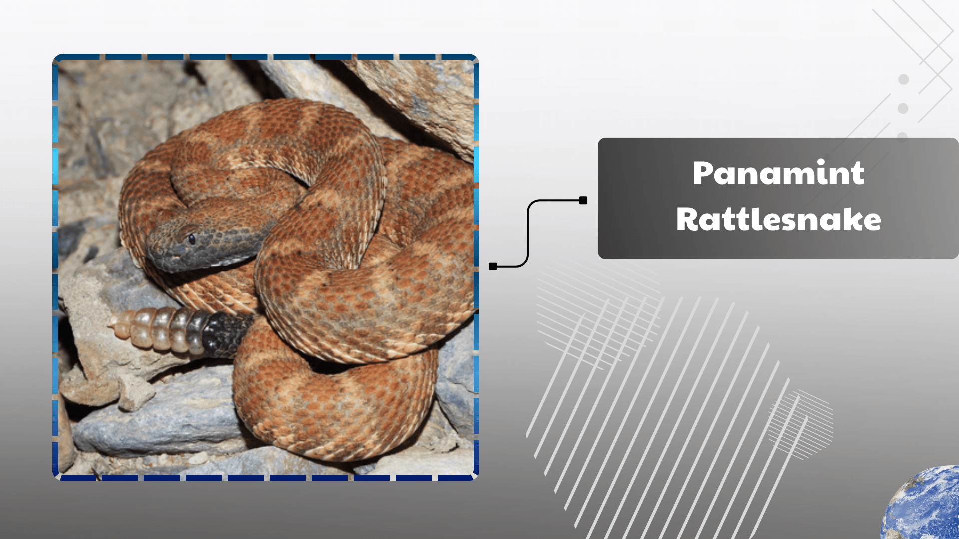 Panamint-Rattlesnake