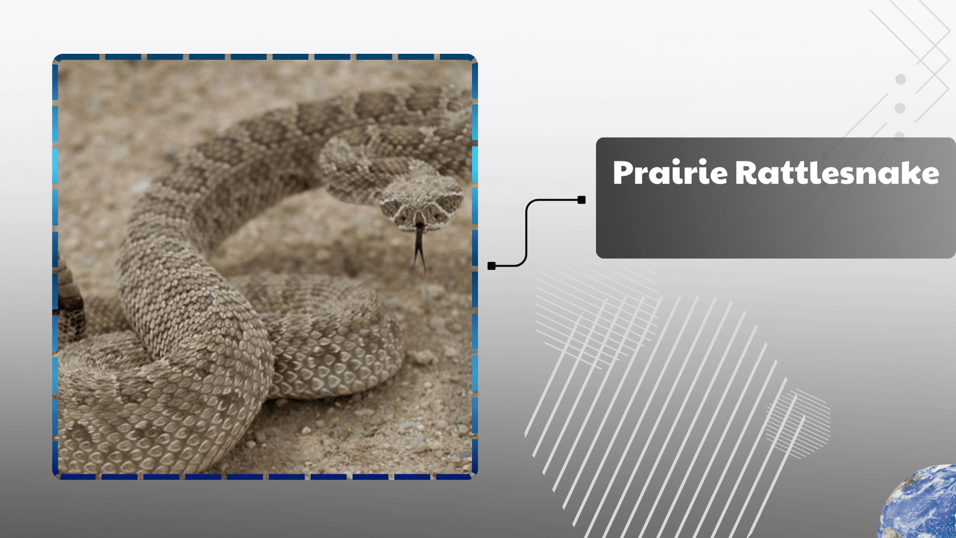 Prairie Rattlesnake