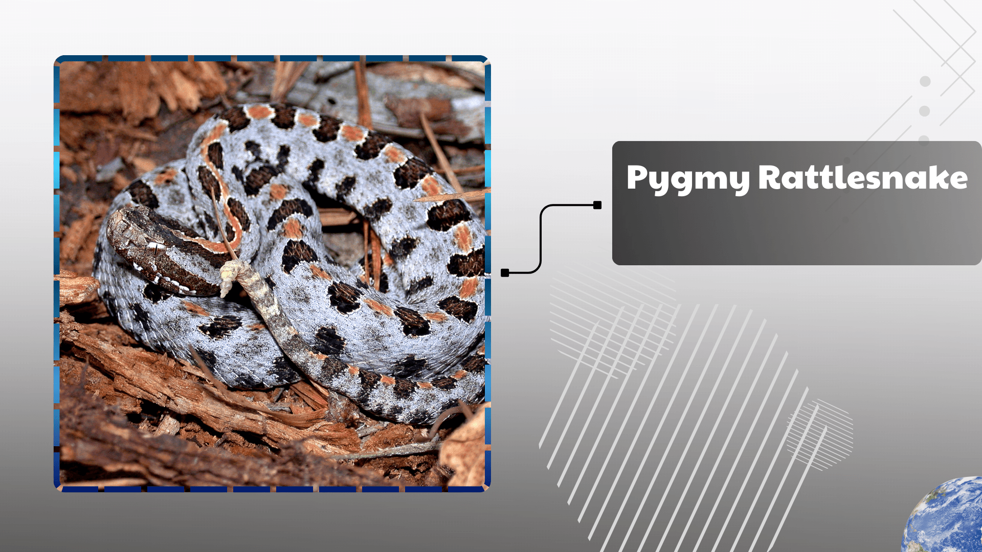 Pygmy Rattlesnake