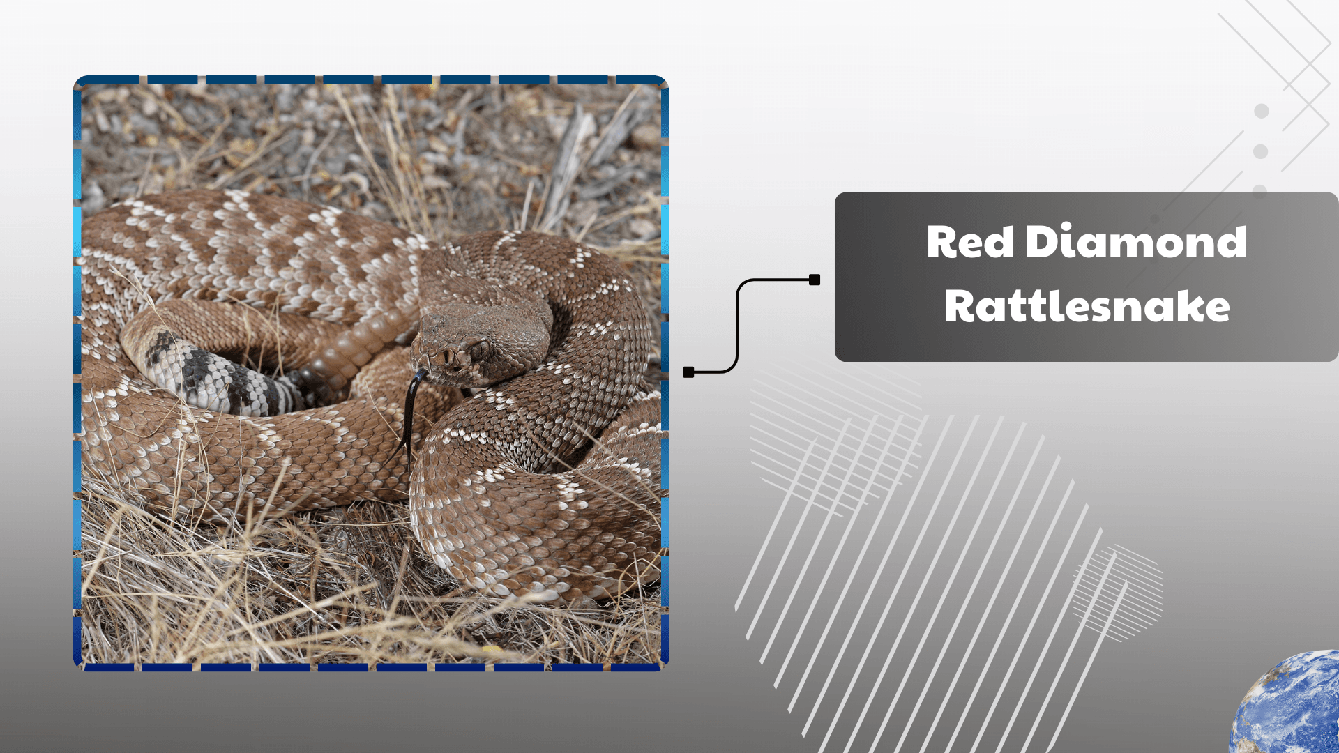 Red Diamond Rattlesnake