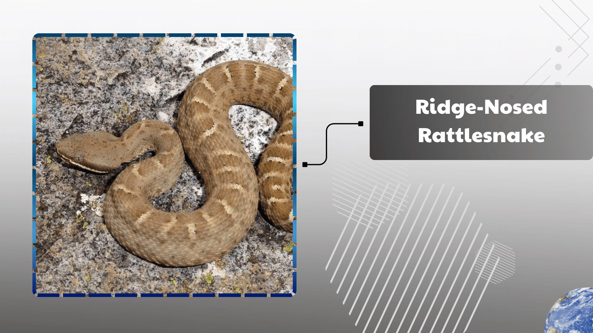 Ridge-Nosed Rattlesnake
