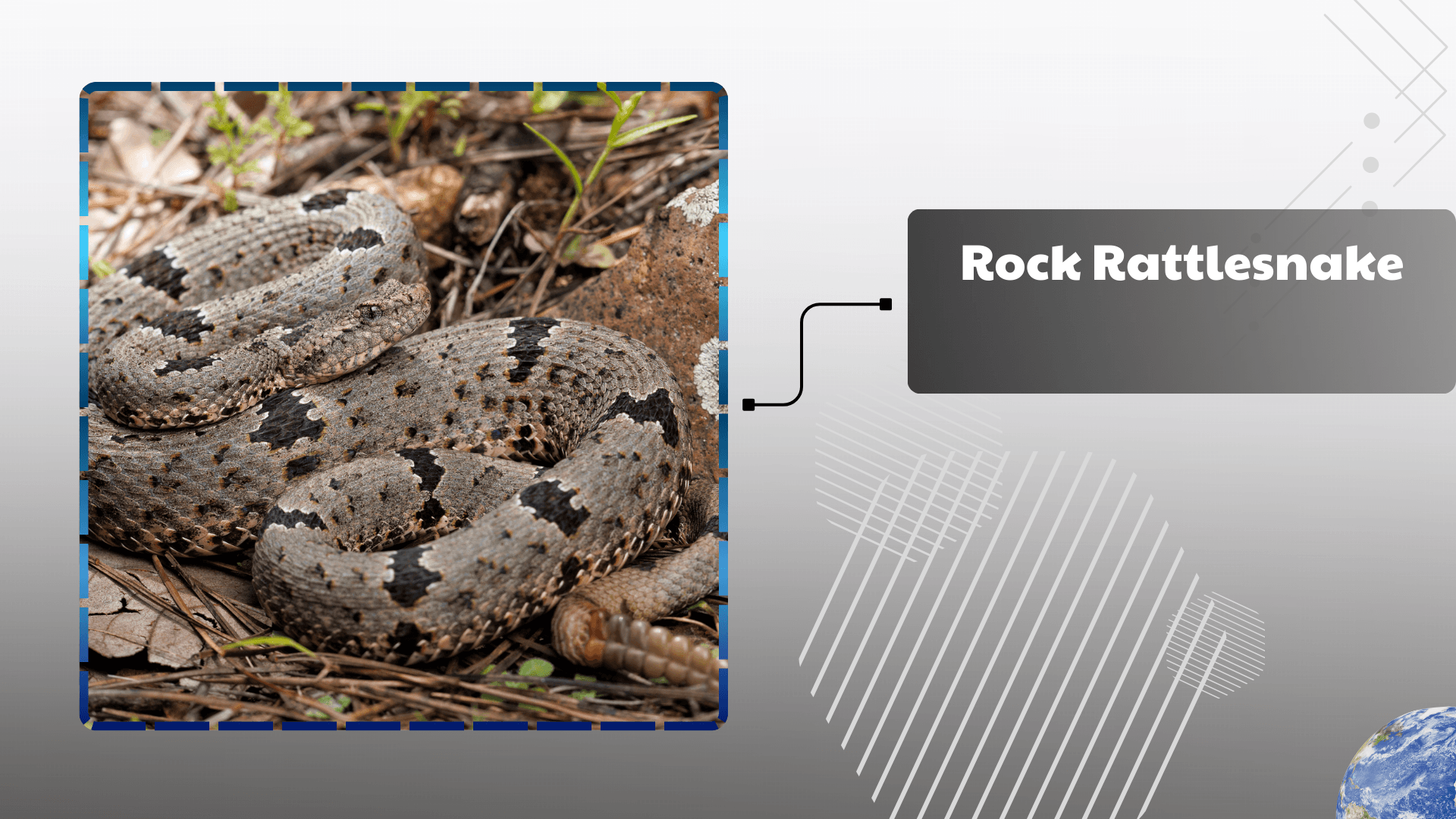 Rock Rattlesnake