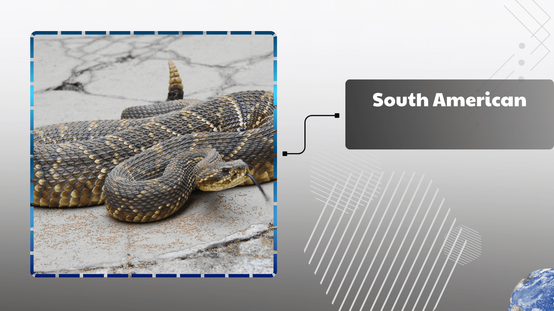 South American Rattlesnake