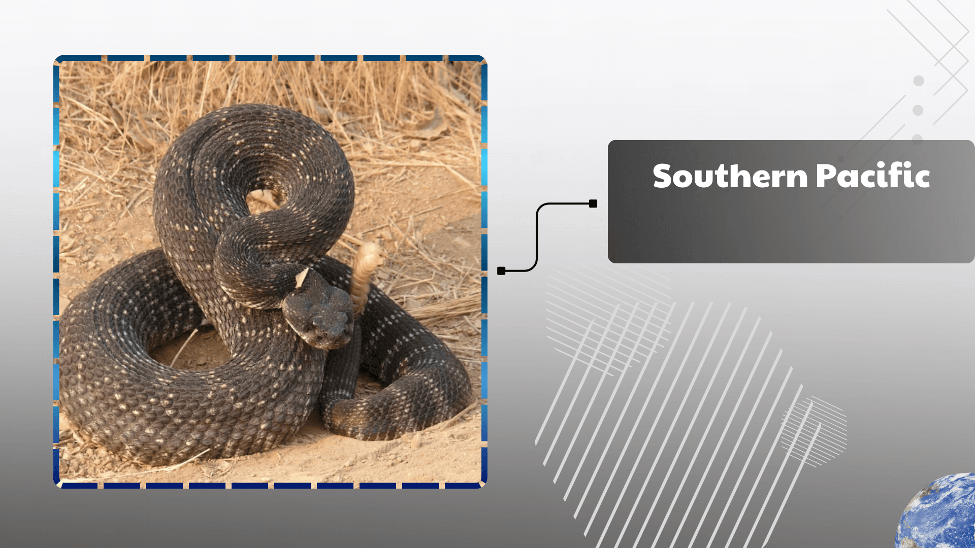 Southern Pacific Rattlesnake
