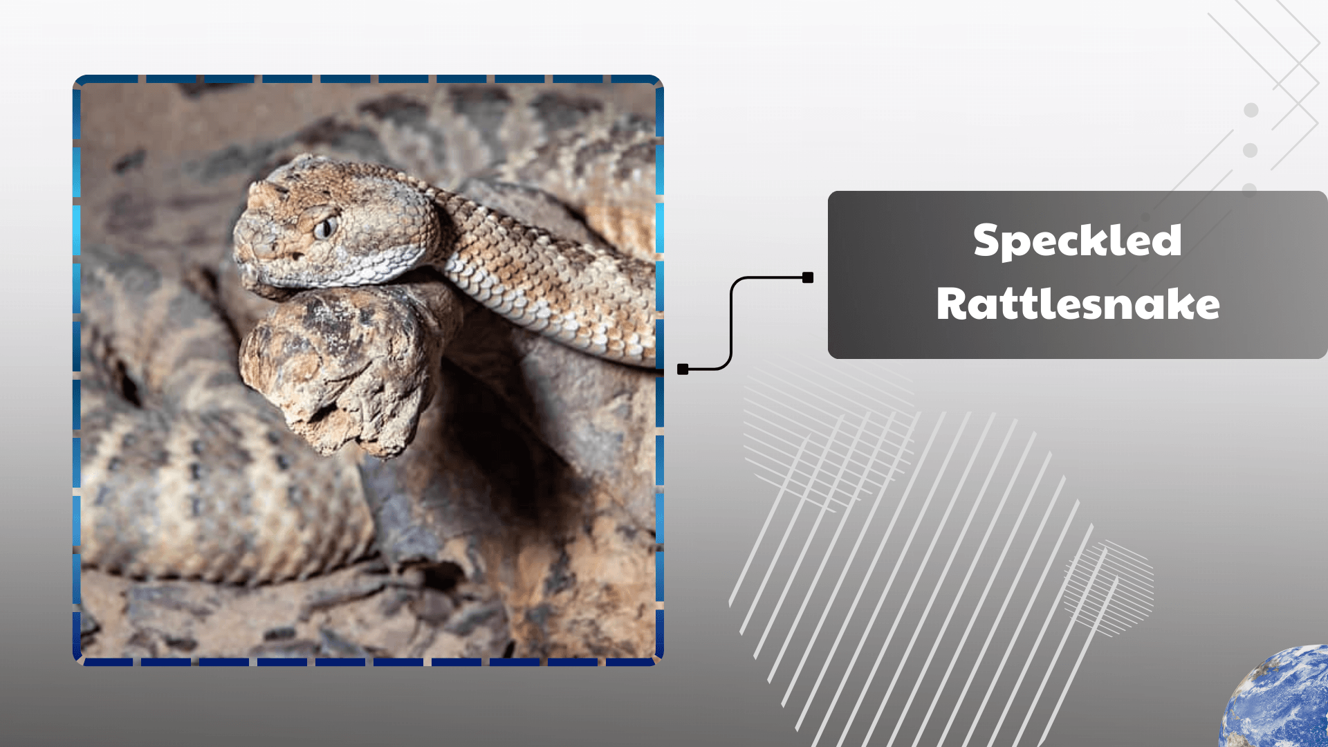 Speckled Rattlesnake