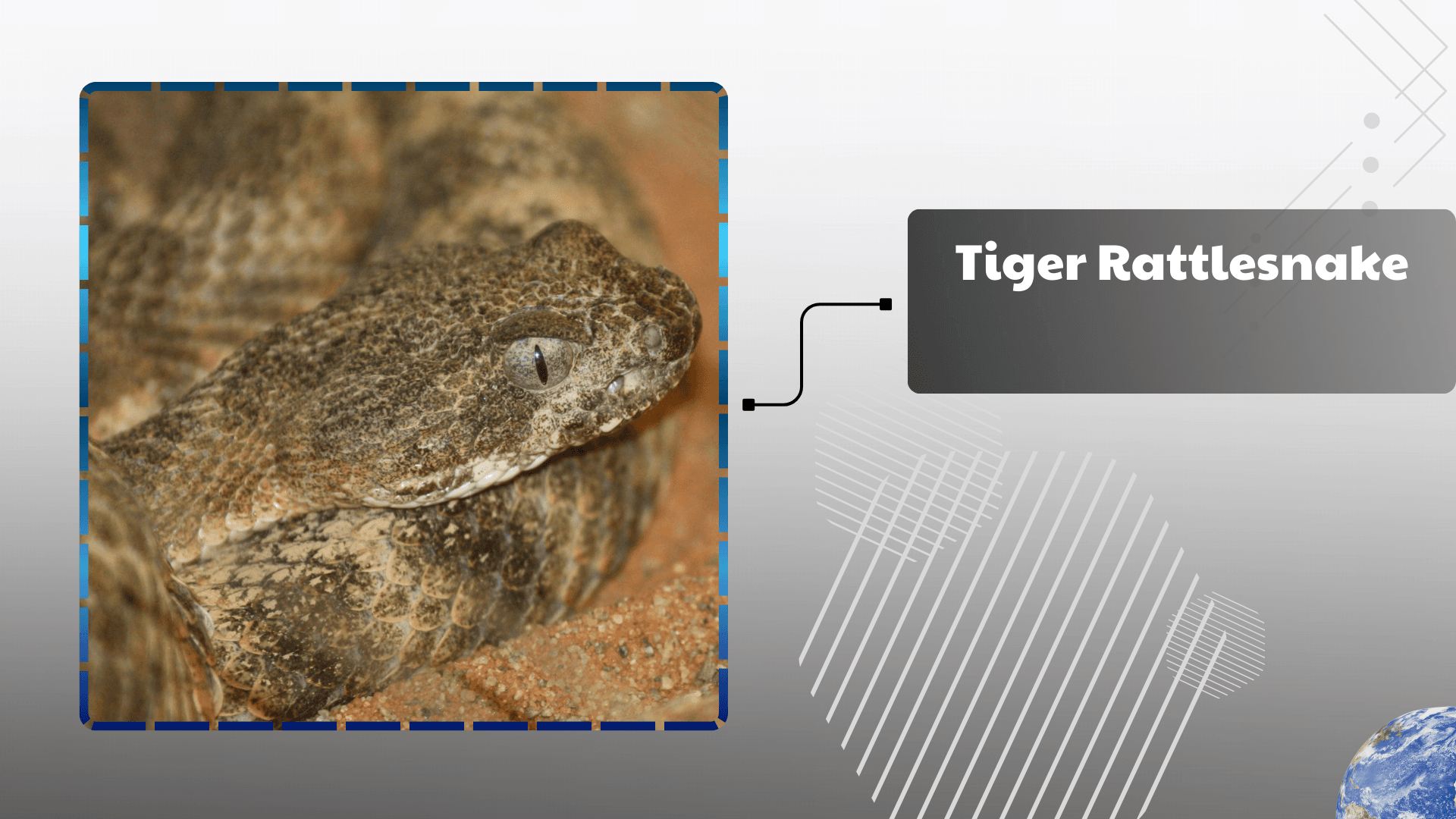 Tiger Rattlesnake