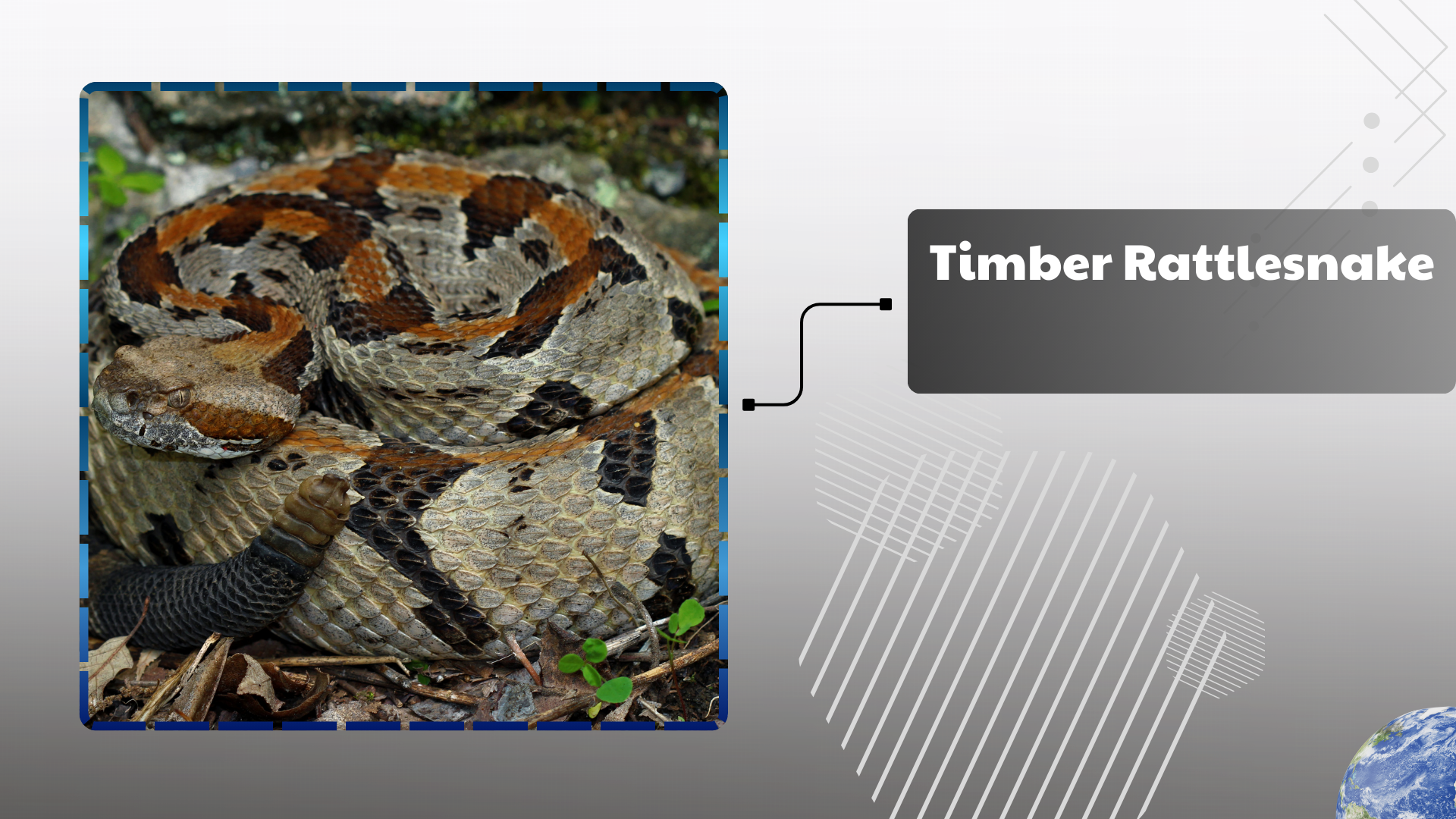 Timber Rattlesnake