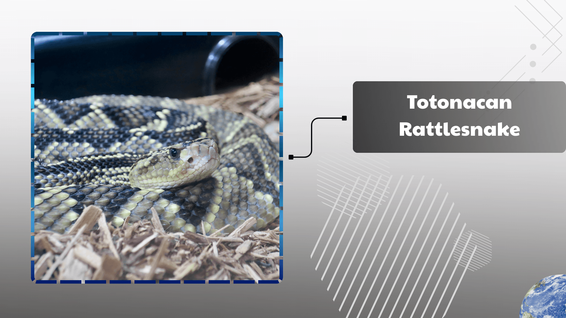 Totonacan Rattlesnake
