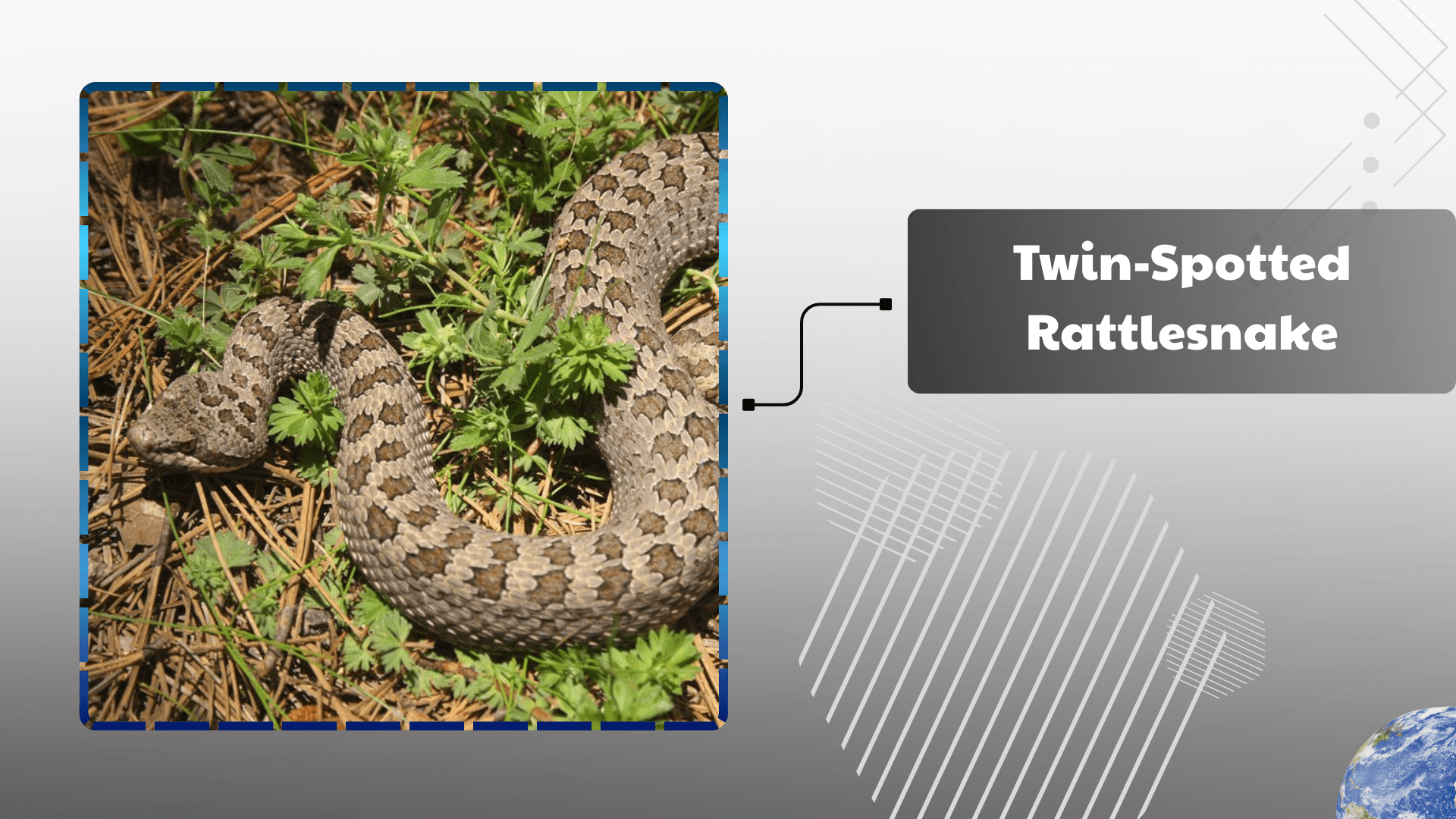 Twin-Spotted Rattlesnake